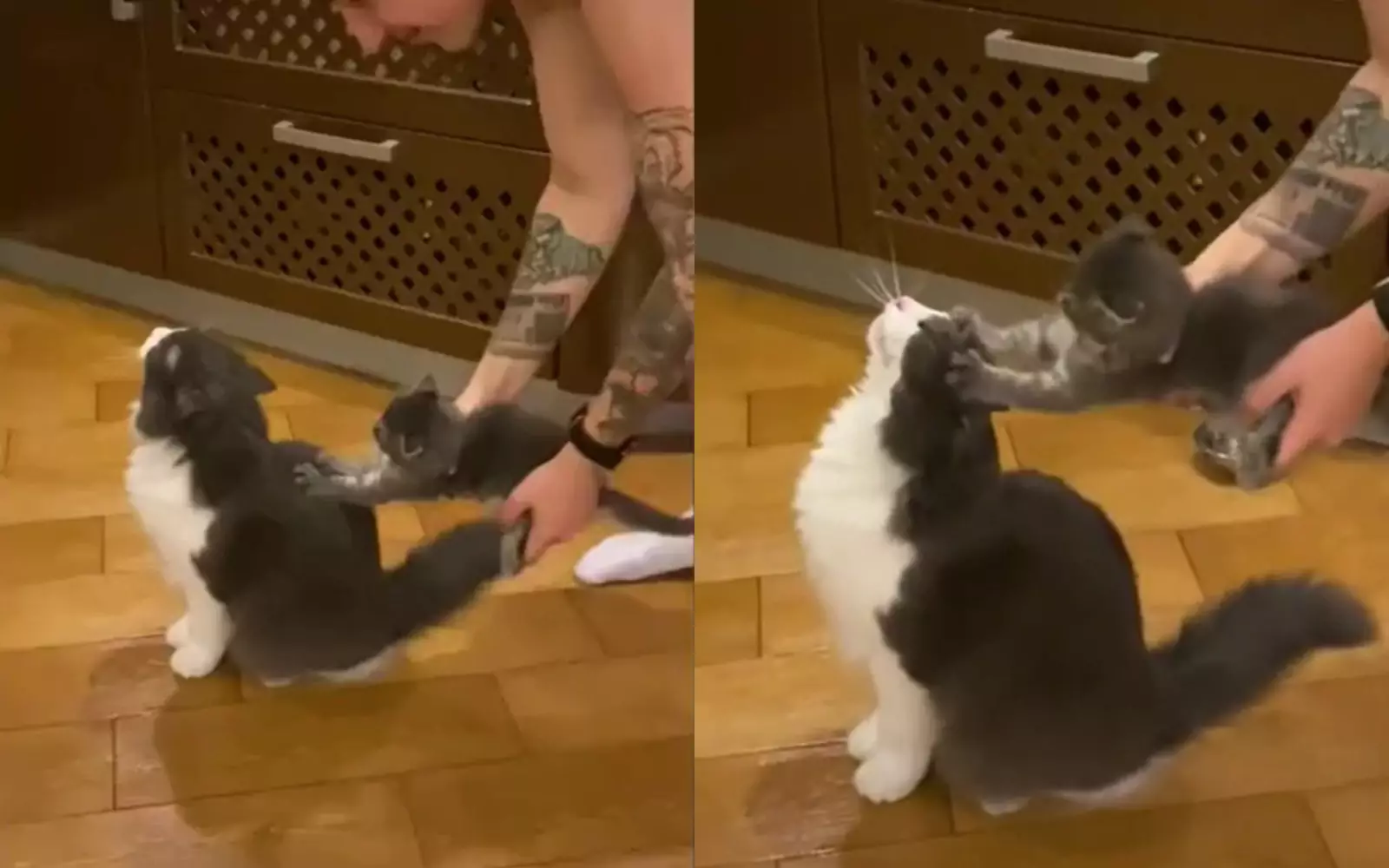 Котенок стал идеальной чесалкой. Котенок стал идеальной чесалкой.