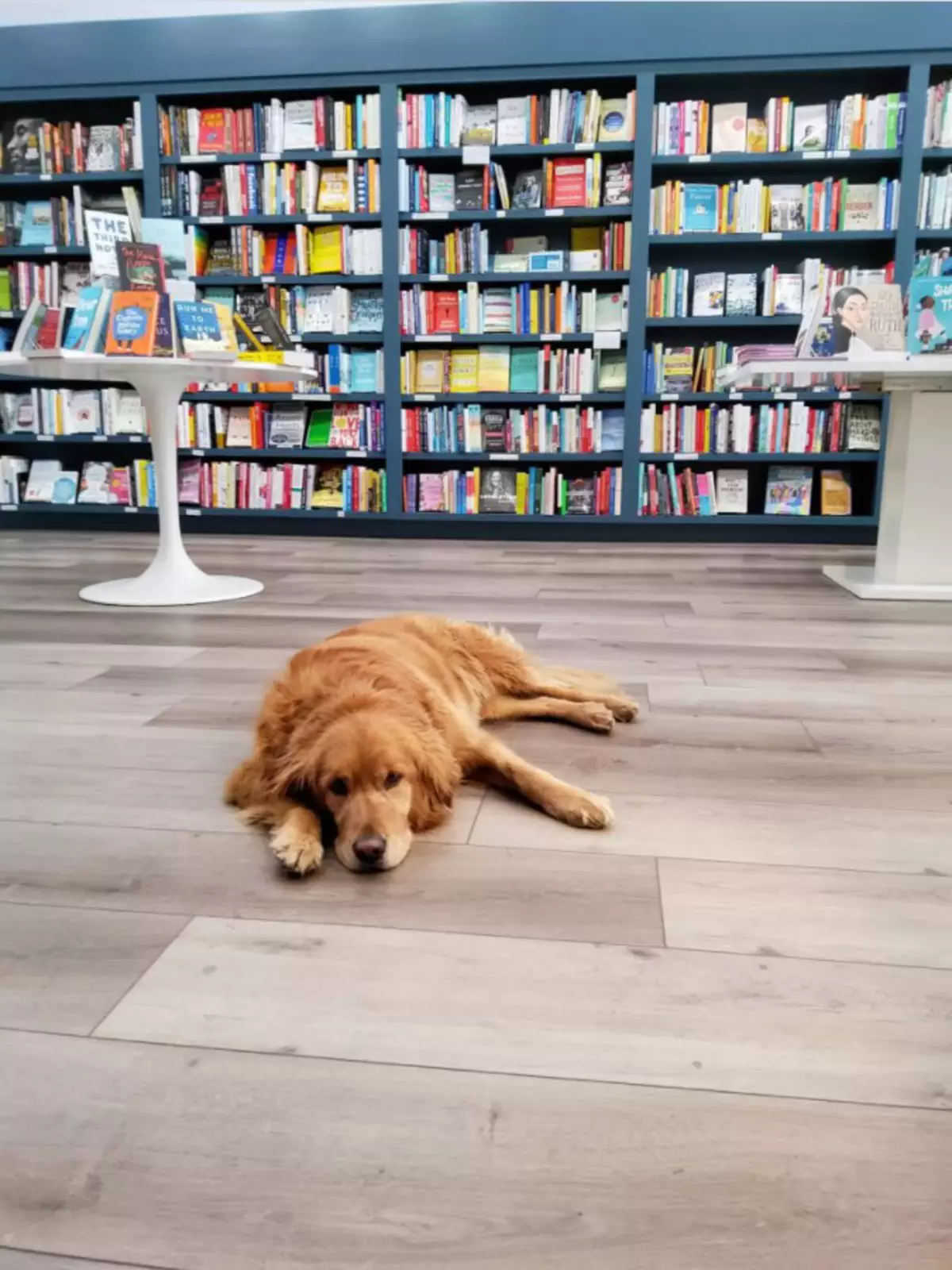Руби — совладелица, менеджер и официальный представитель Ruby’s Books. Руби — совладелица, менеджер и официальный представитель Ruby’s Books.