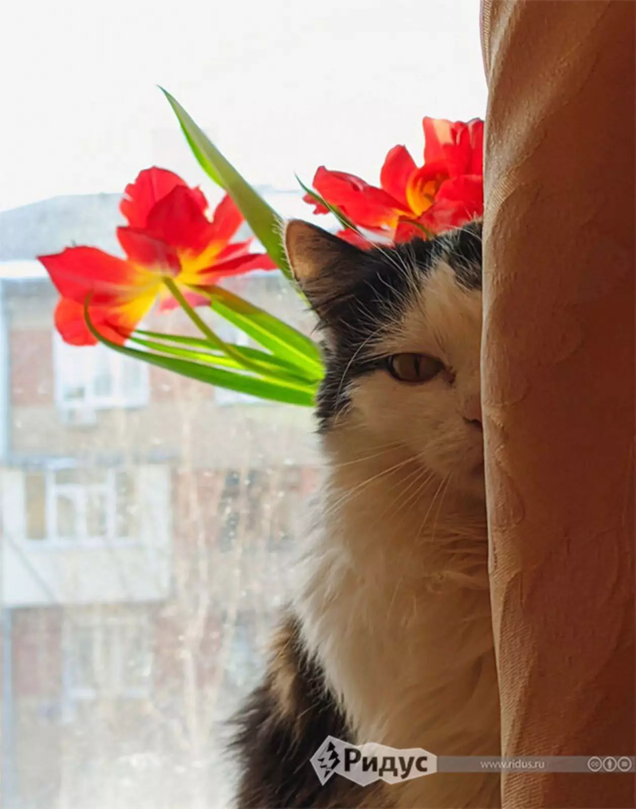 8 марта в Харькове 8 марта в Харькове