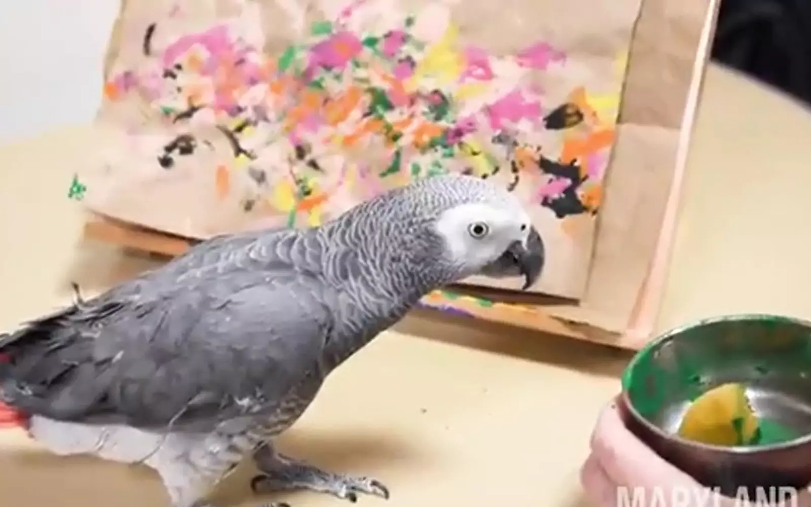 Попугай Эхо. Попугай Эхо.