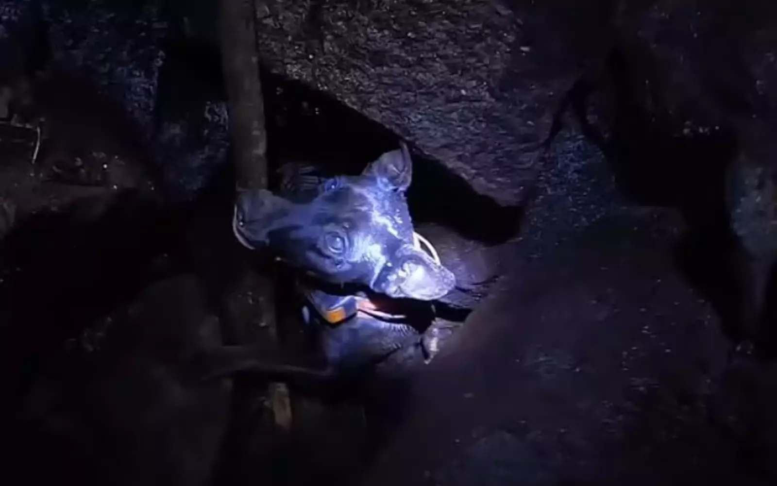 Малка провела в расщелине два дня. Малка провела в расщелине два дня.