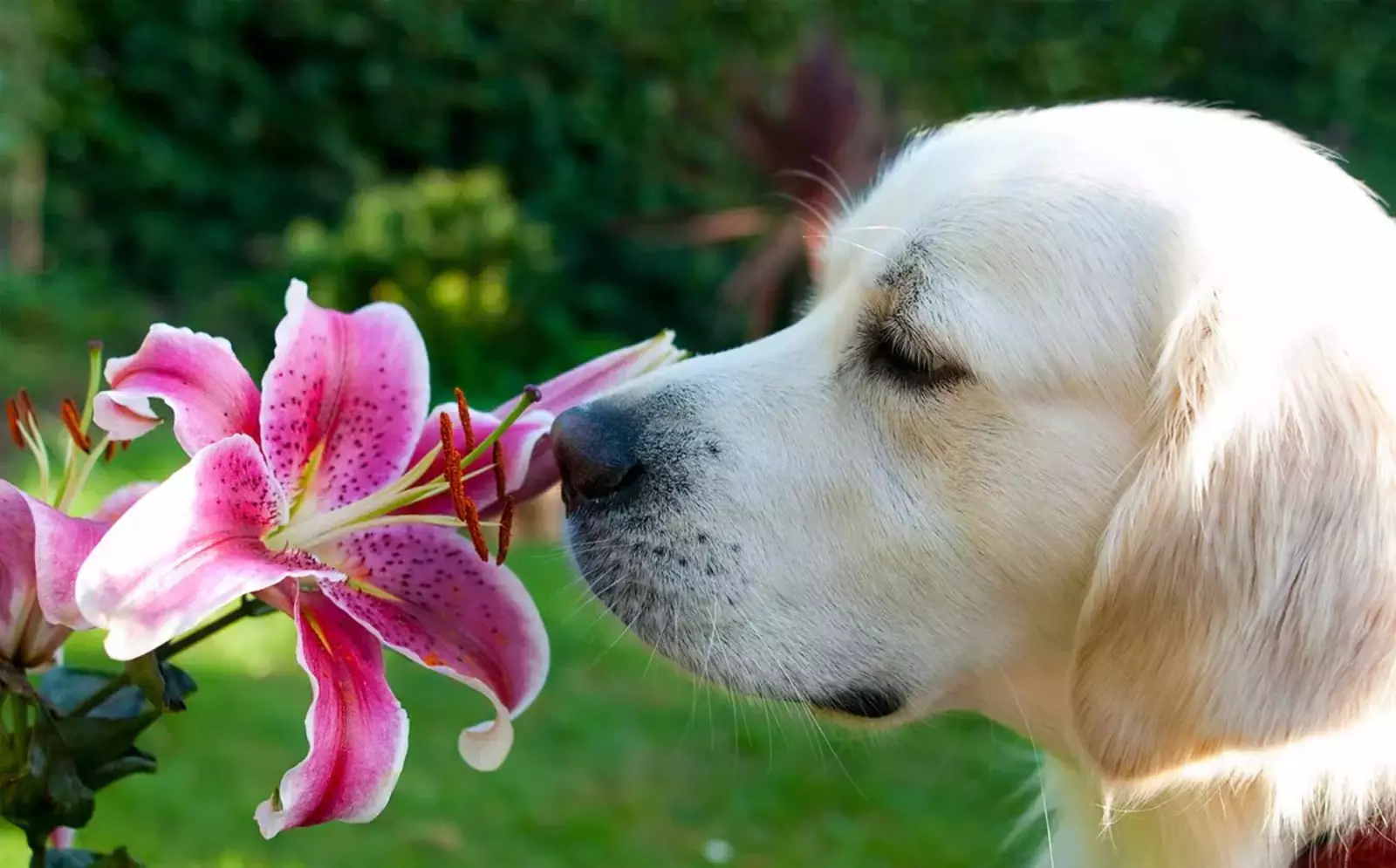 P p pet. Лилия лабрадор. Собака нюхает. Собака нюхает цветок. Обоняние собаки.