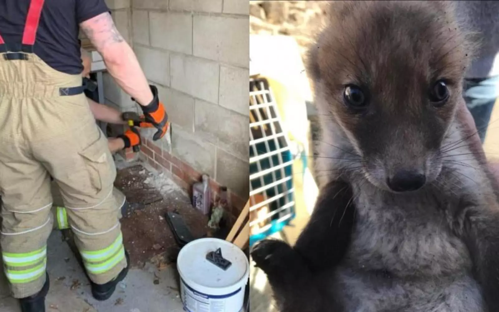 Сколько лисят спасла мама домино. Лиса нижегородская область. Спасли лисят. Мишка и лисенок спасали лес. Миссия спасения лисёнка.