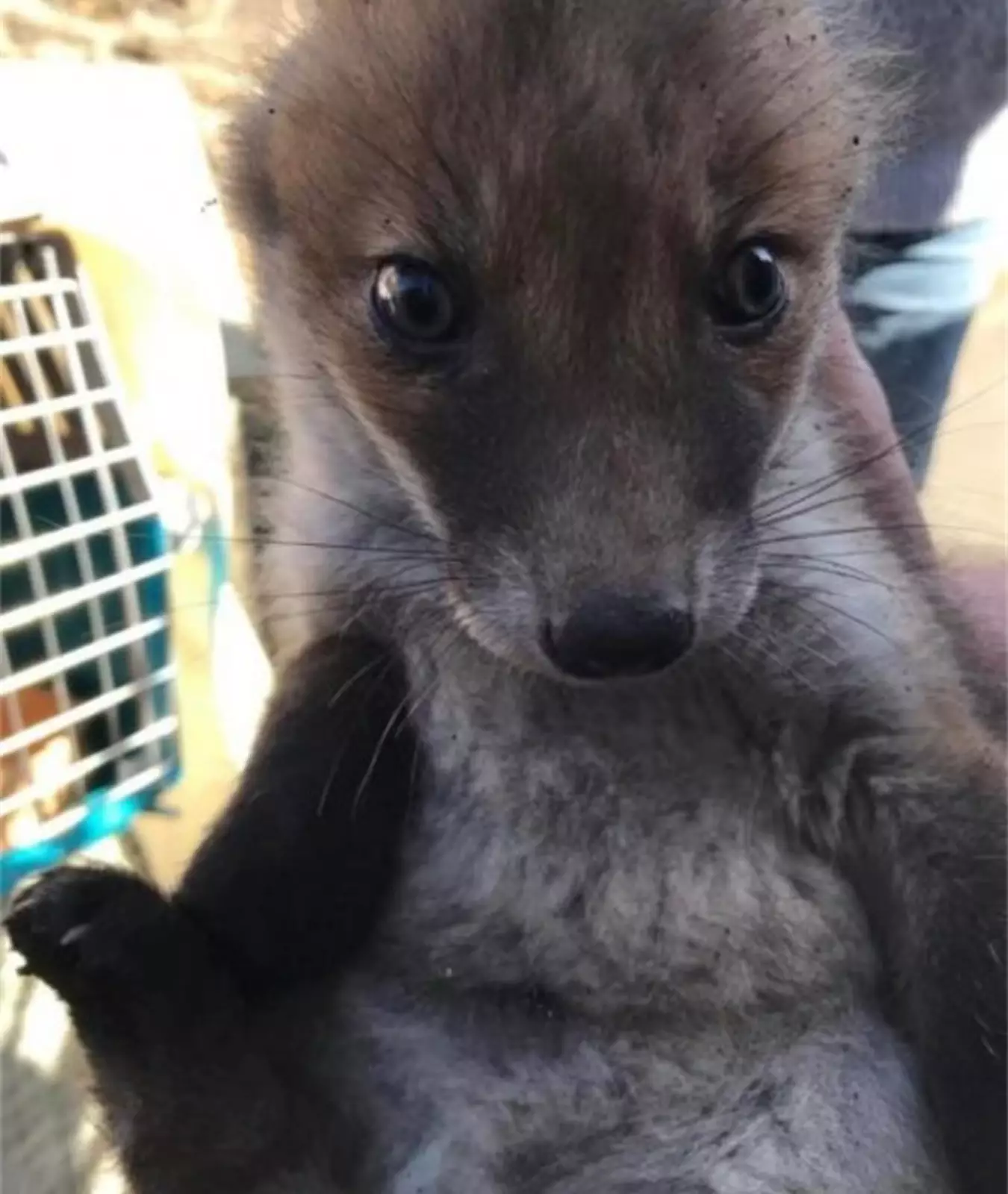 Предположительно, лисенок разлучился со своей мамой во время охоты. Предположительно, лисенок разлучился со своей мамой во время охоты.