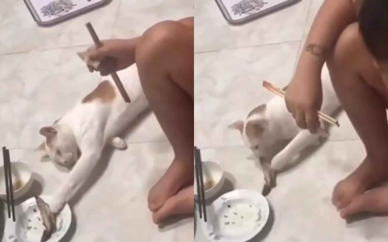 Хитрый кошак. Хитрый кошак.