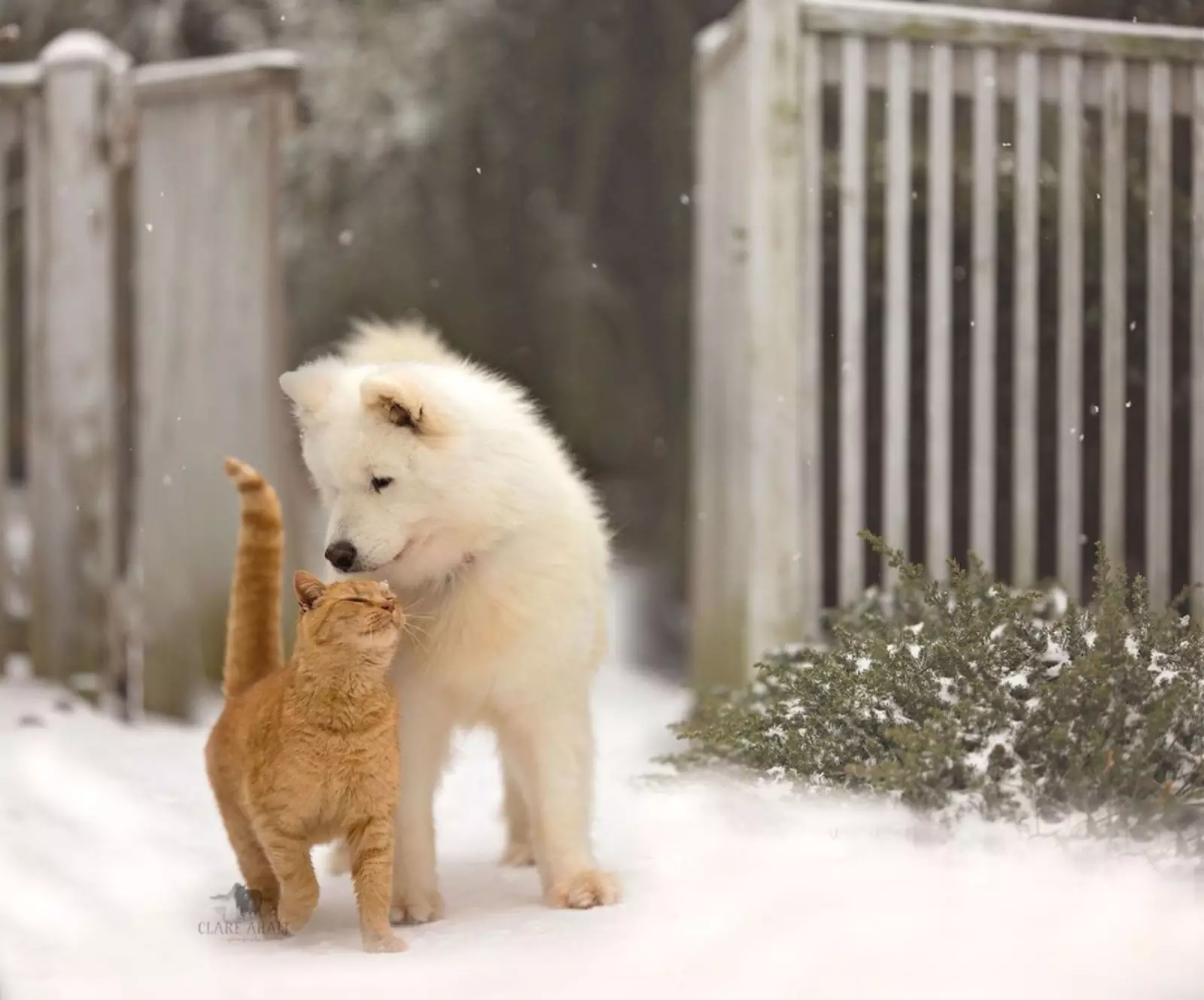 Дружбаны. Дружбаны.