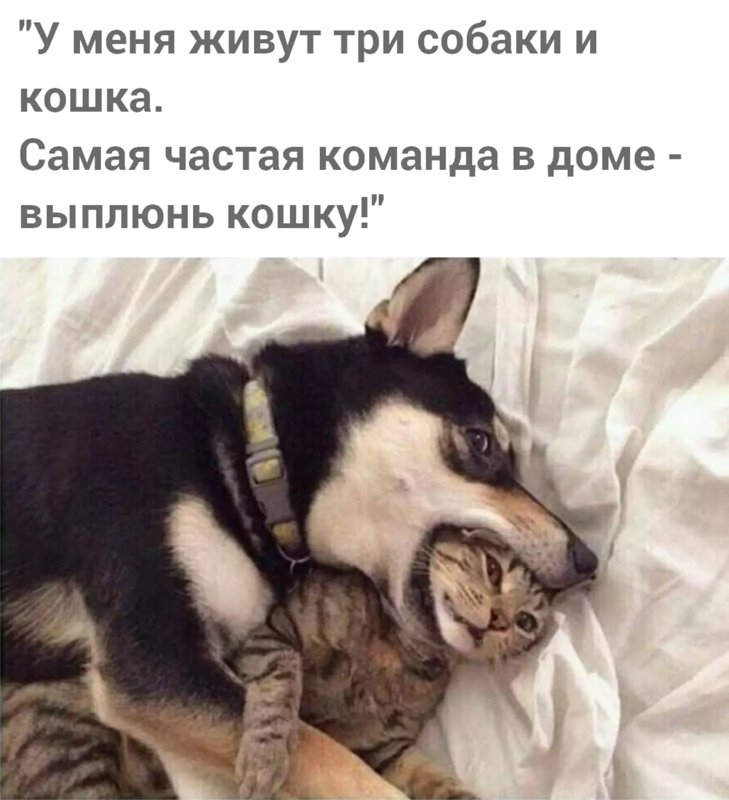 Бонус. Бонус.