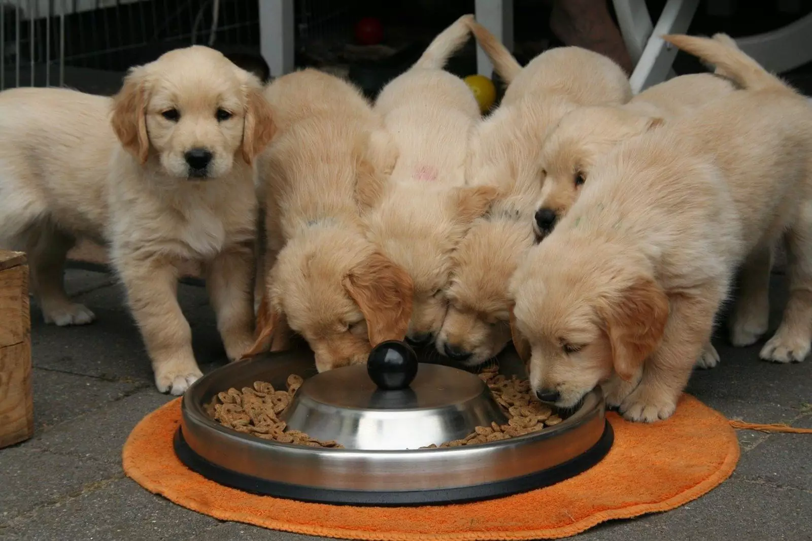 Feeding retriever puppies.
