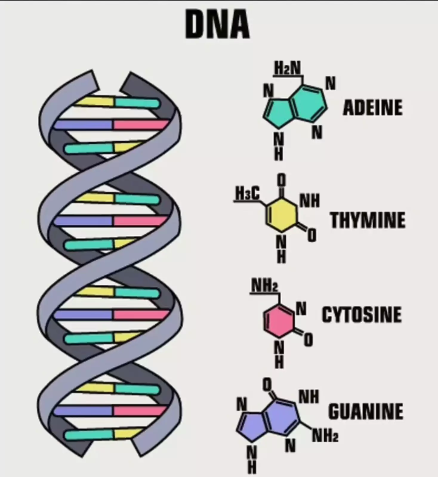 ДНК состоит из четырех строительных блоков, называемых нуклеотидами: аденина (А), тимина (Т), гуанина (Г) и цитозина (Ц). 