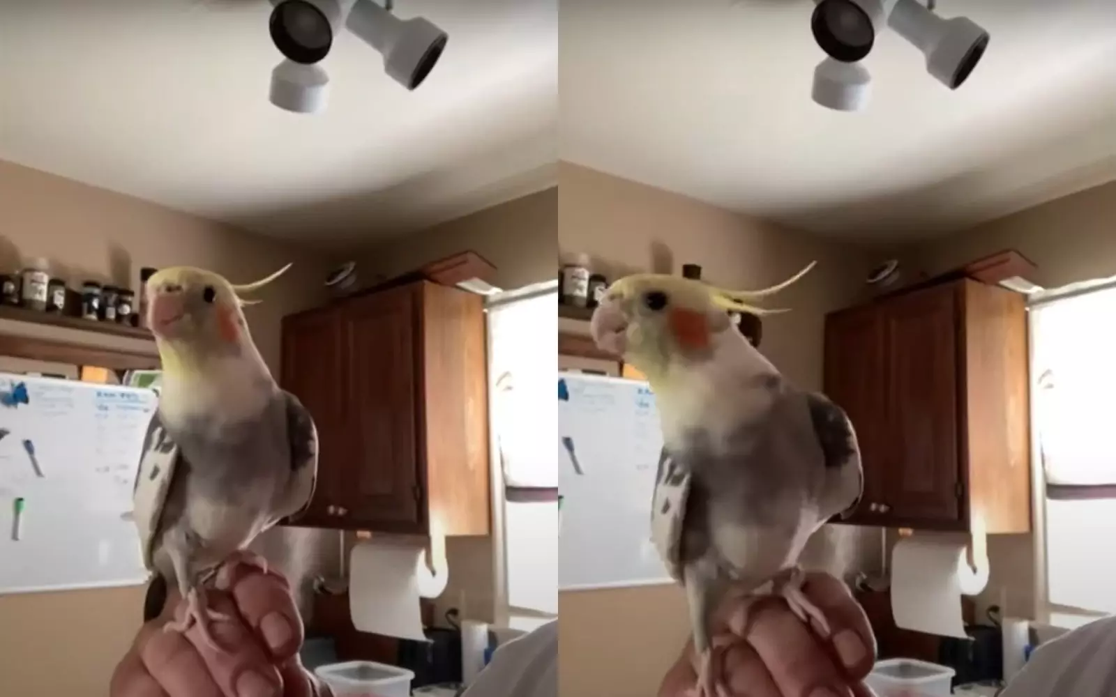 Насвистывание для попугая. Попугай поющий картинки. Алиса включи попугая. Попугаи поют песни. Попугай алиса.