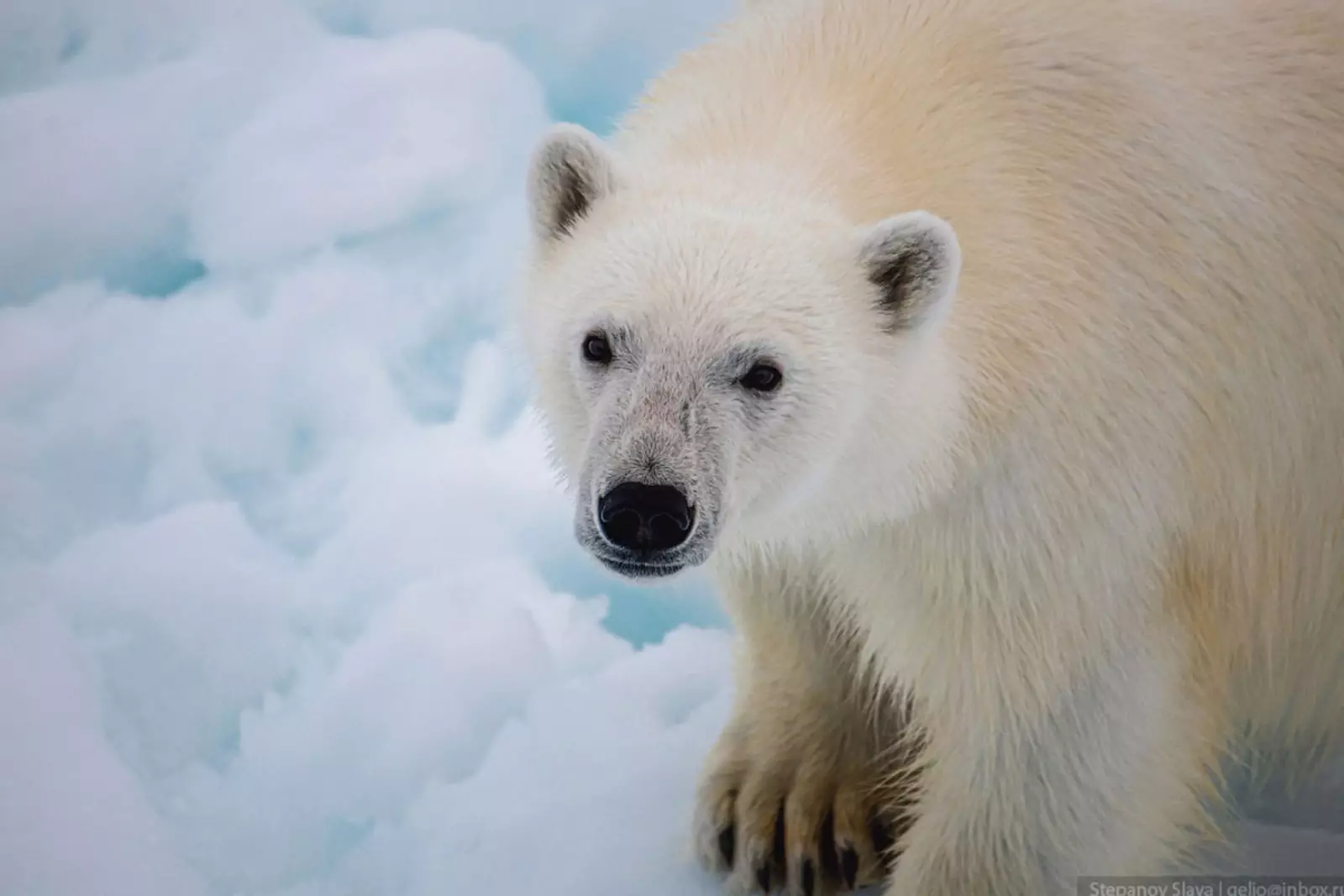 Арктика жизнь белого медведя. Белые медведи в Арктике. Медведь хозяин Арктики. Арктический белый медведь. Белый медведь Северный полюс.