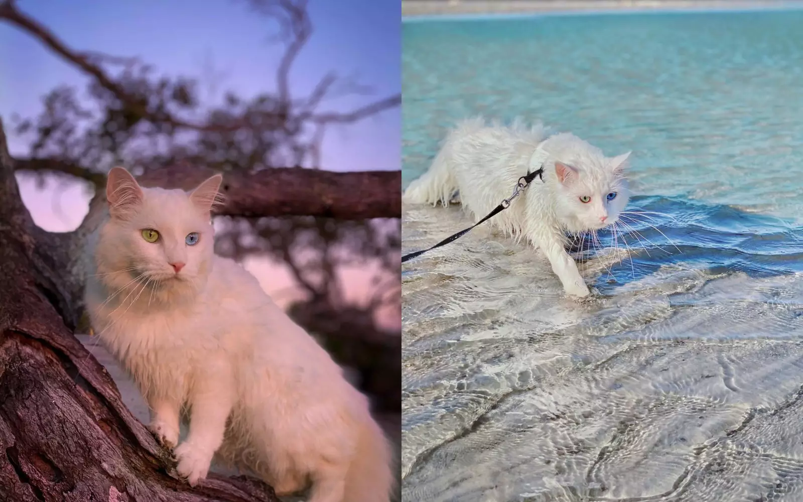 Вместе с хозяйкой Содапоп уже объездила всю Австралию: занималась серфингом, ходила в горы и плавала в океане. Вместе с хозяйкой Содапоп уже объездила всю Австралию: занималась серфингом, ходила в горы и плавала в океане.