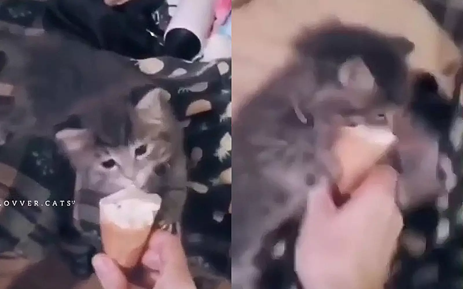 Котенок накинулся на мороженое.