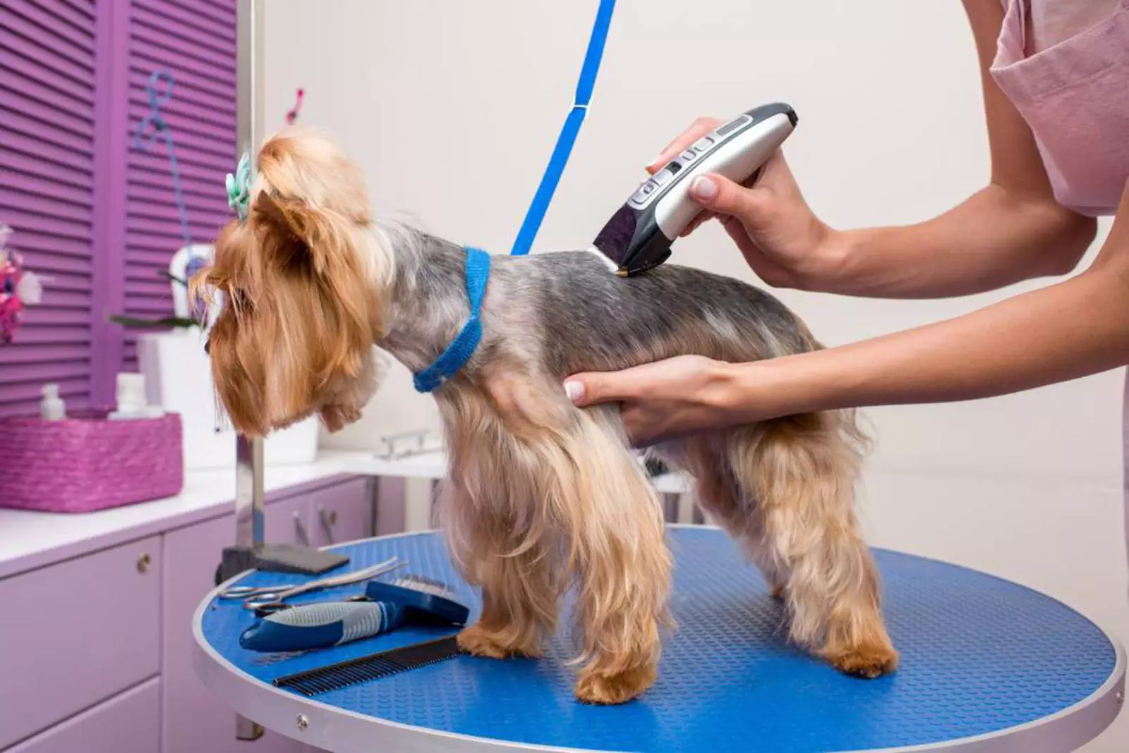 Какой машинкой можно подстричь собаку
