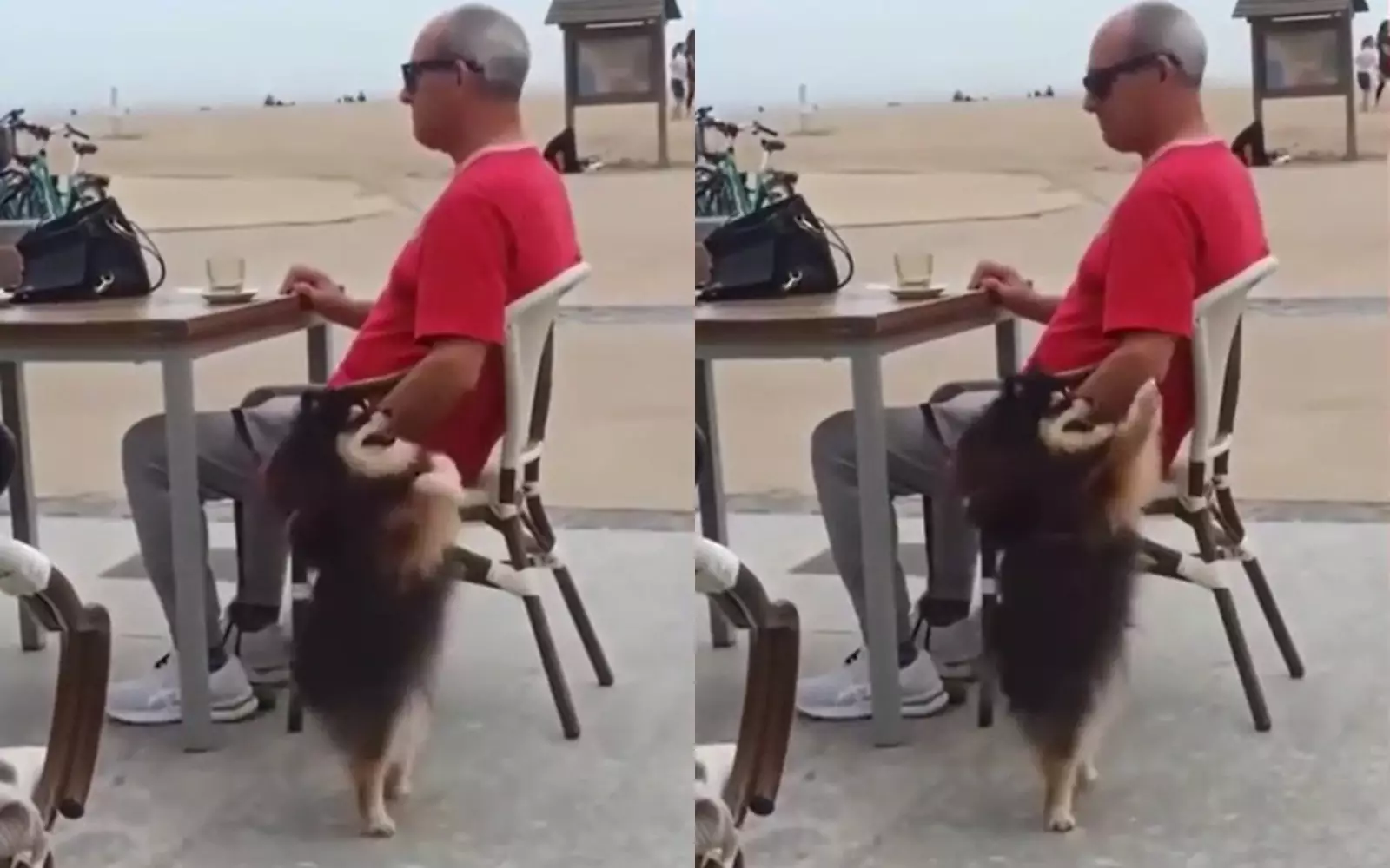 Шпиц повторил танец девушки на улице.