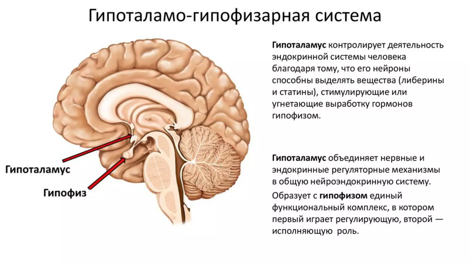 Железа мозга 7. Гипоталамо-гипофизарная система функции. Промежуточный мозг. Гипоталамо-гипофизарная система. Гипоталамо гипофизарная система ее функции физиология. Гипоталамо-гипофизарная система ,структура, функция.