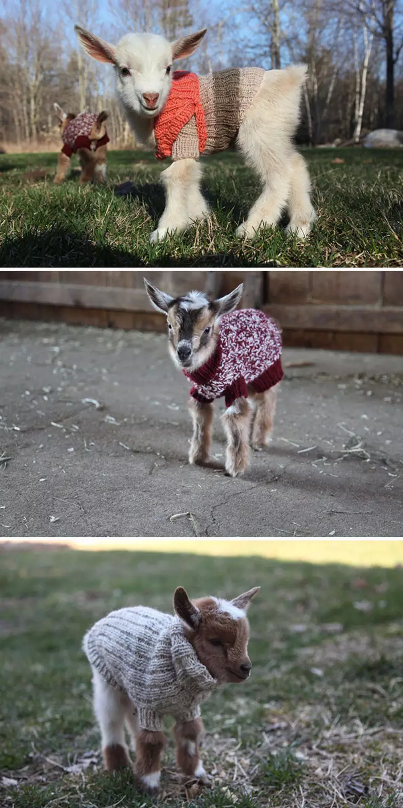 Новорожденным козлятам подарили крошечные свитера ручной вязки, чтобы они не замерзли.
