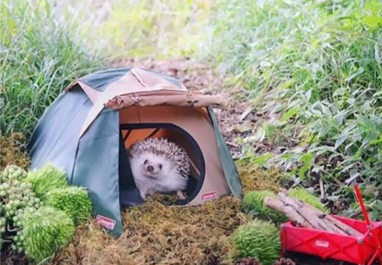 Ежик в своей маленькой палатке на пикнике.