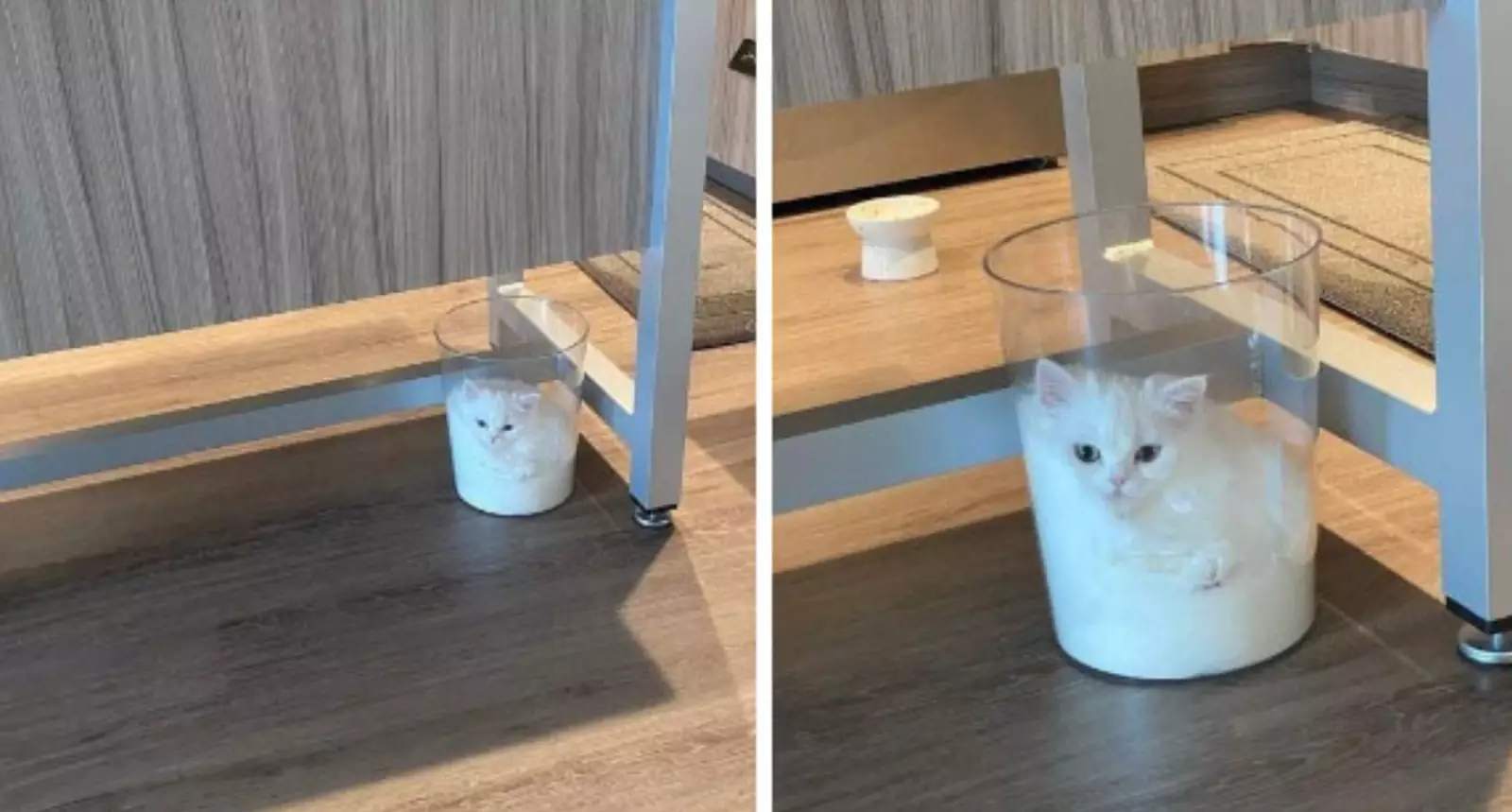 Это кошка или стакан молока?