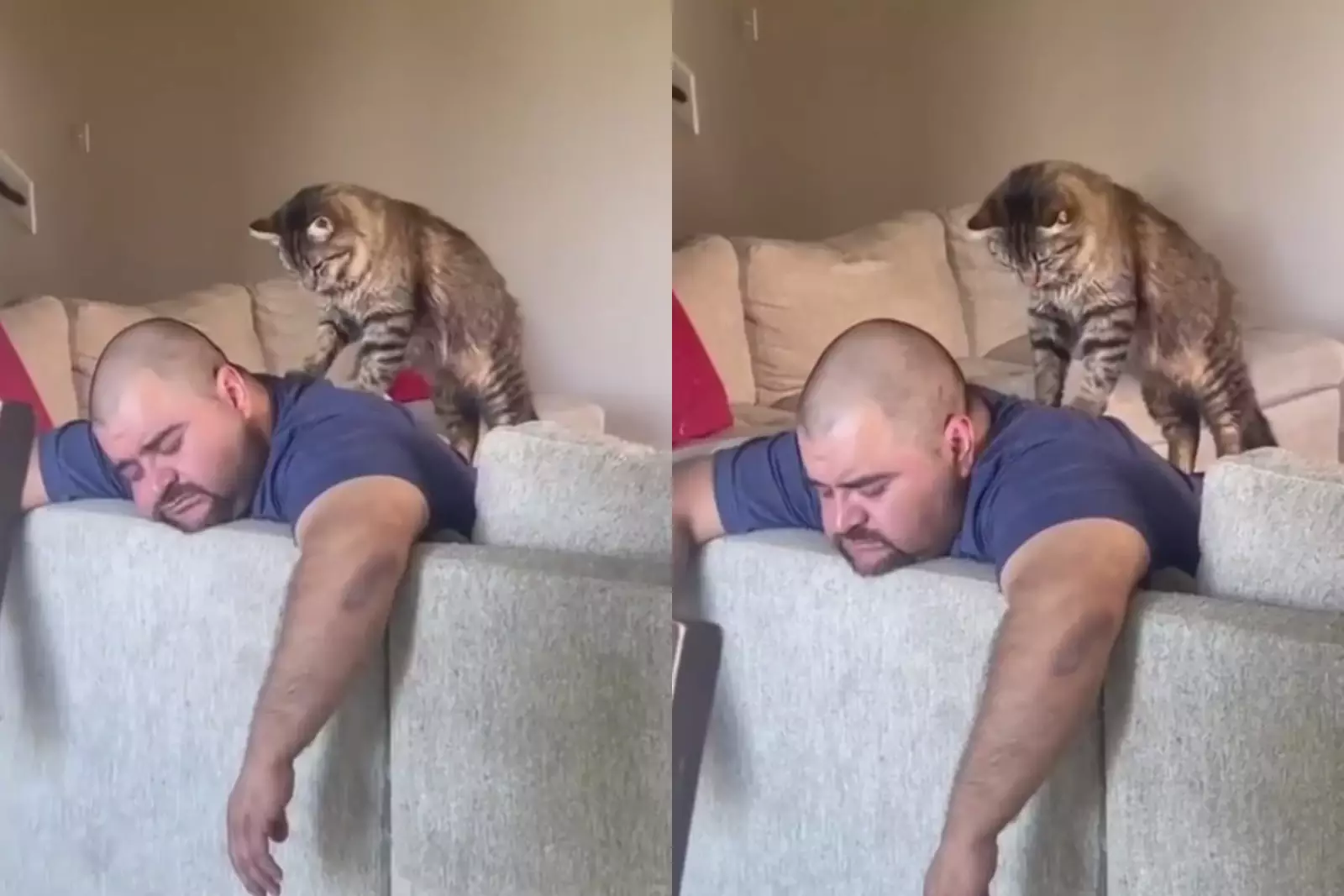 Знаменитости с котами. Парень стал котом. Британская кошка вокзал. Парень стал котом. Кошки похожие на хозяев.