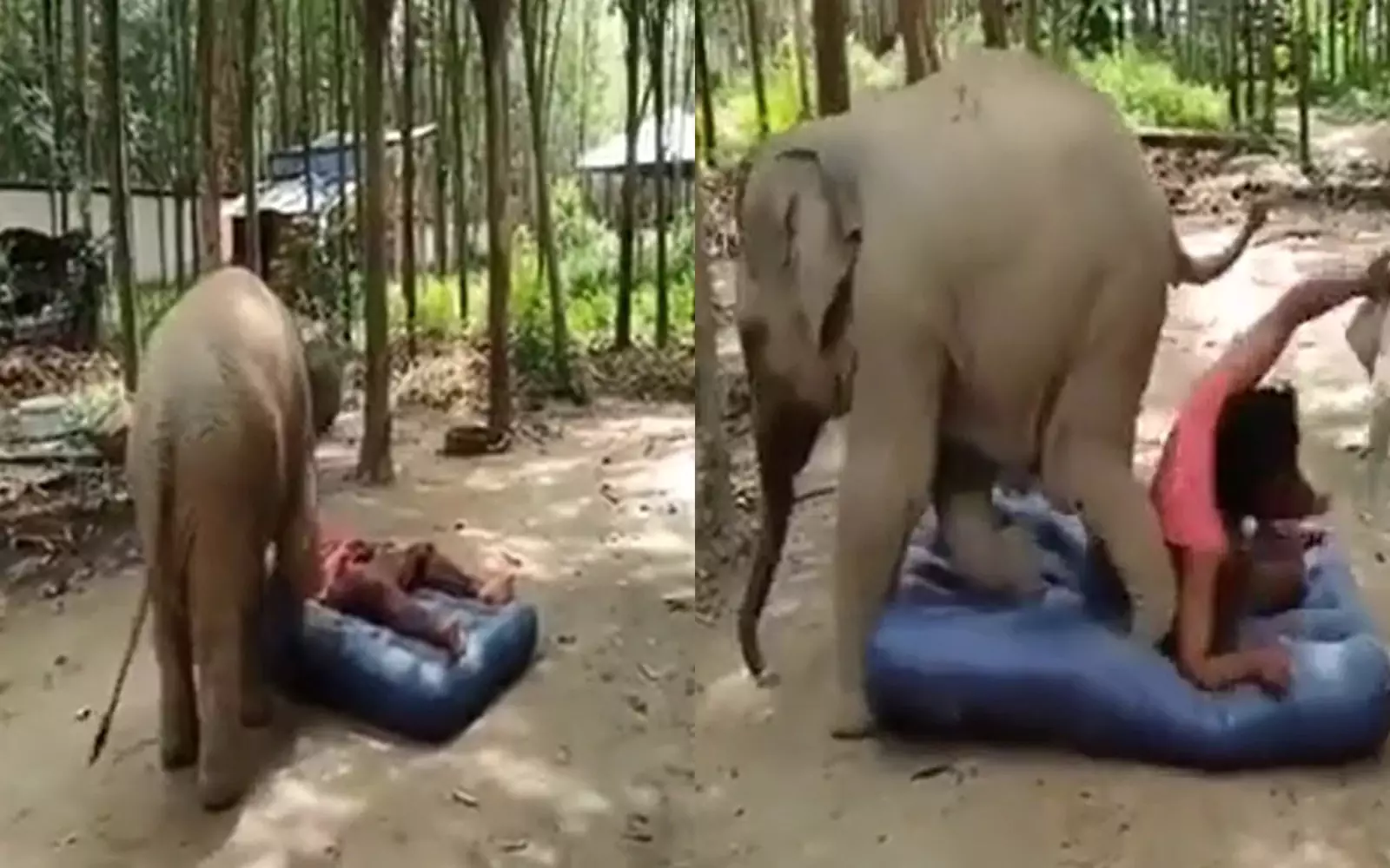 Слоненок выгнал смотрителя парка с надувного матраса.