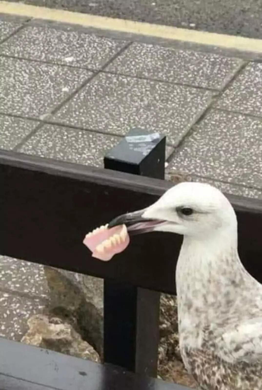 Доказательство того, что у птиц есть зубы.