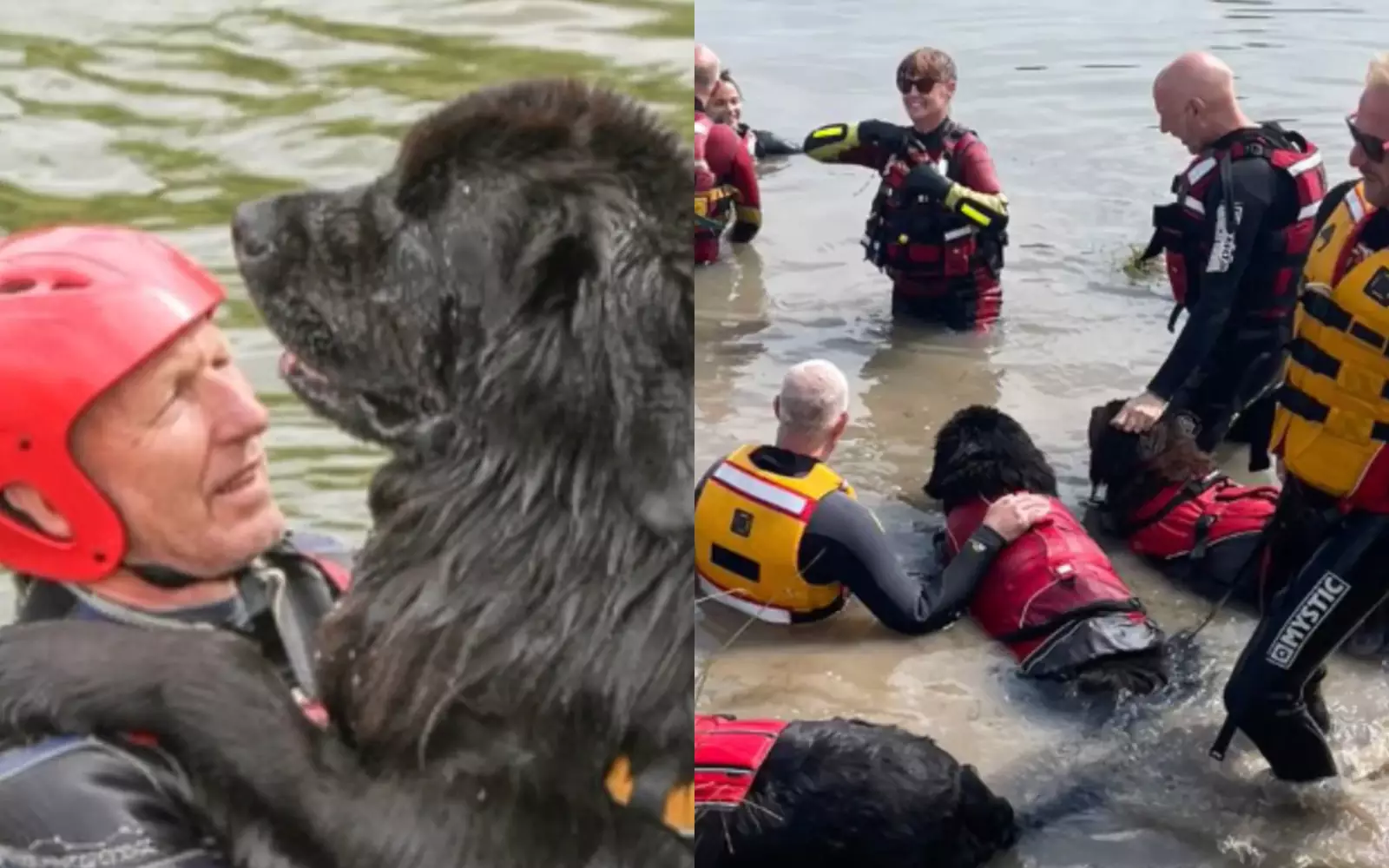 Собаки учат плавать всех, кто до дрожи боится воды.