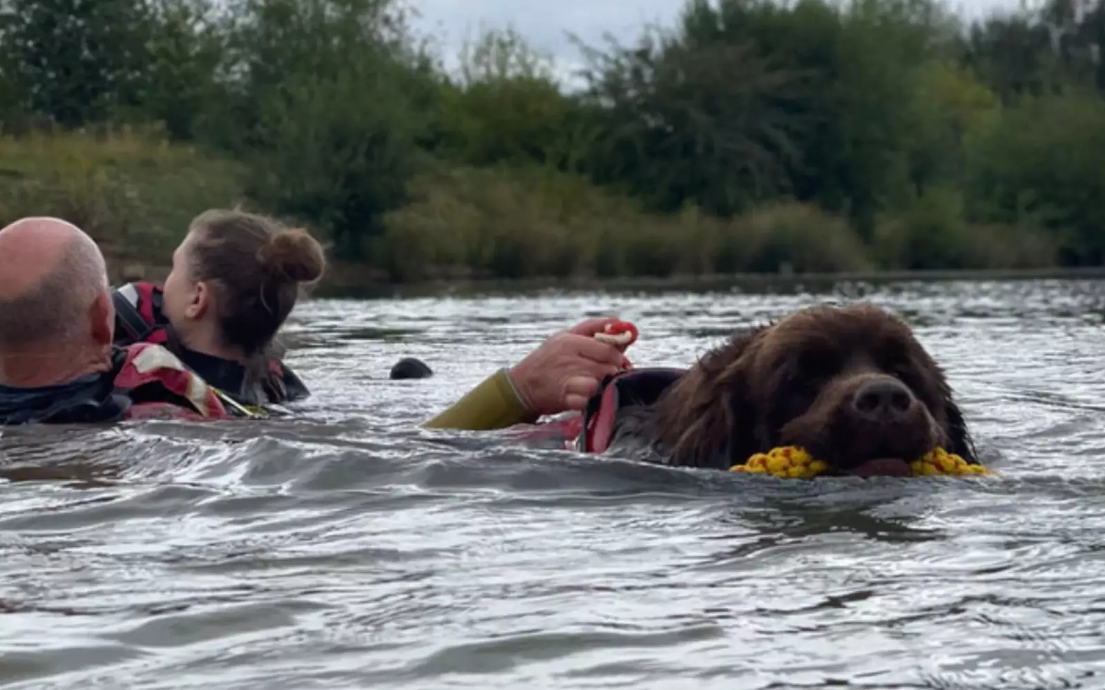 Водная терапия с собаками проходит очень просто: клиенты надевают гидрокостюм, вместе с собакой заходят в водоем и начинают плавать, держась за лохматого инструктора.