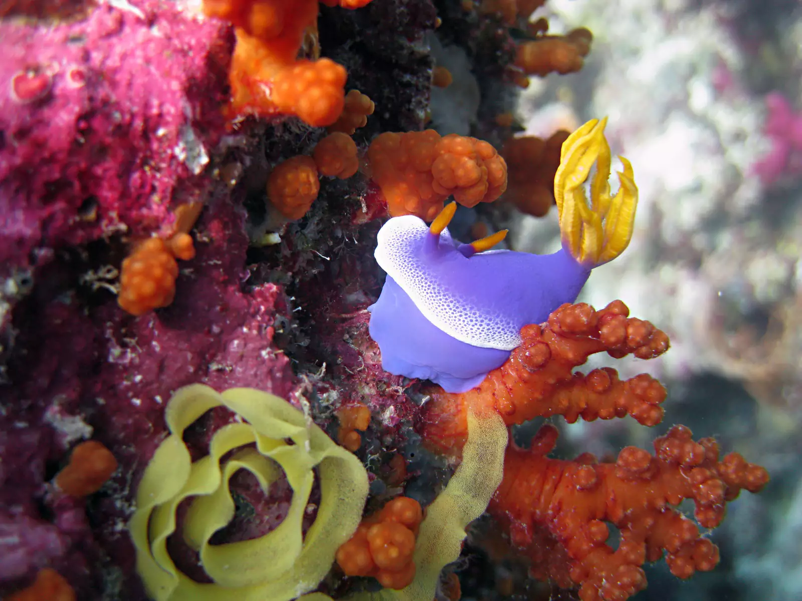 Благодаря элеутеробину кораллы выглядят так прекрасно.