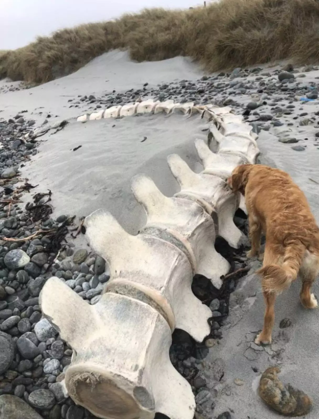 Бонни обнаружила на песке гигантский скелет.