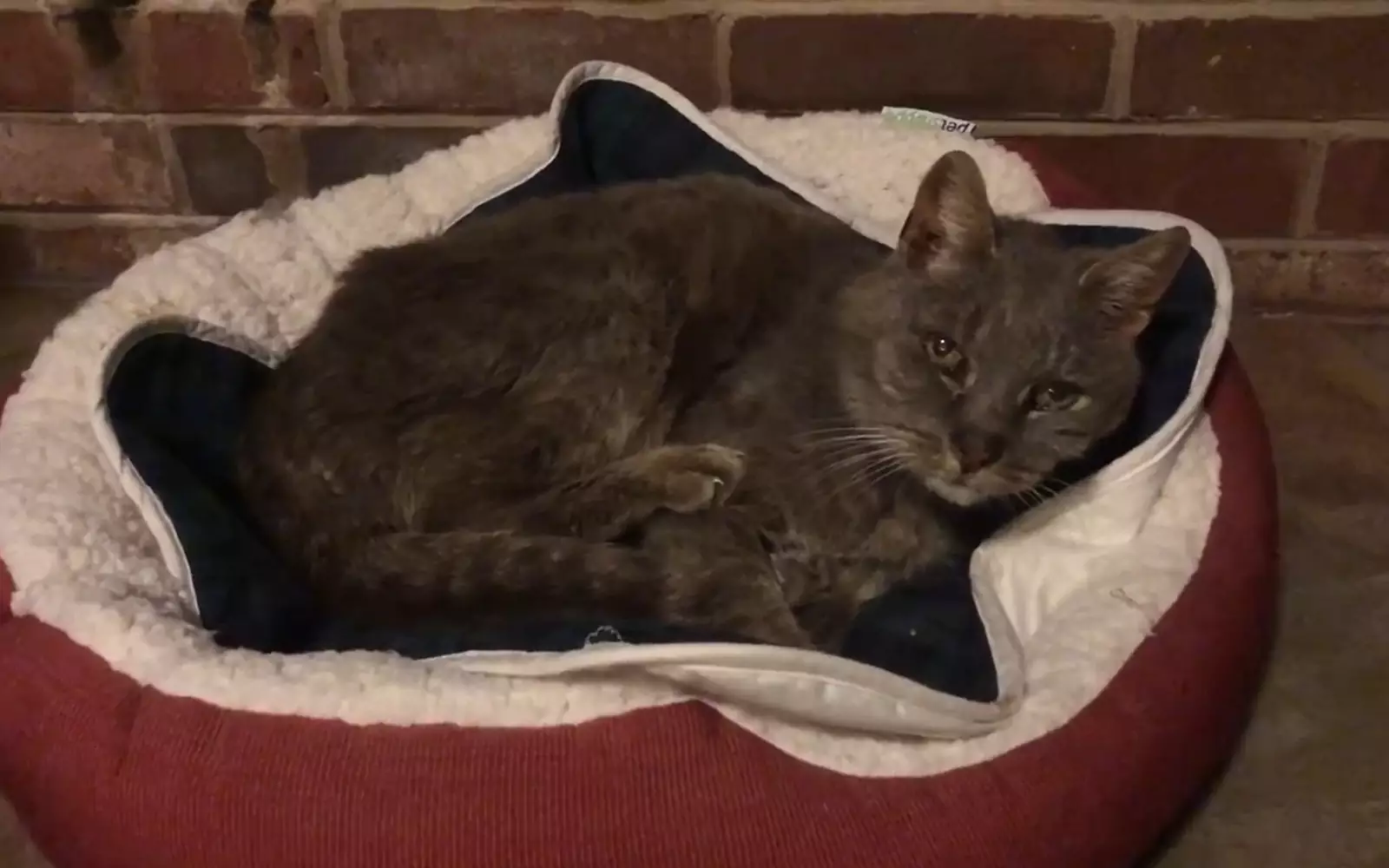 Ритц вернулся домой через 16 лет.