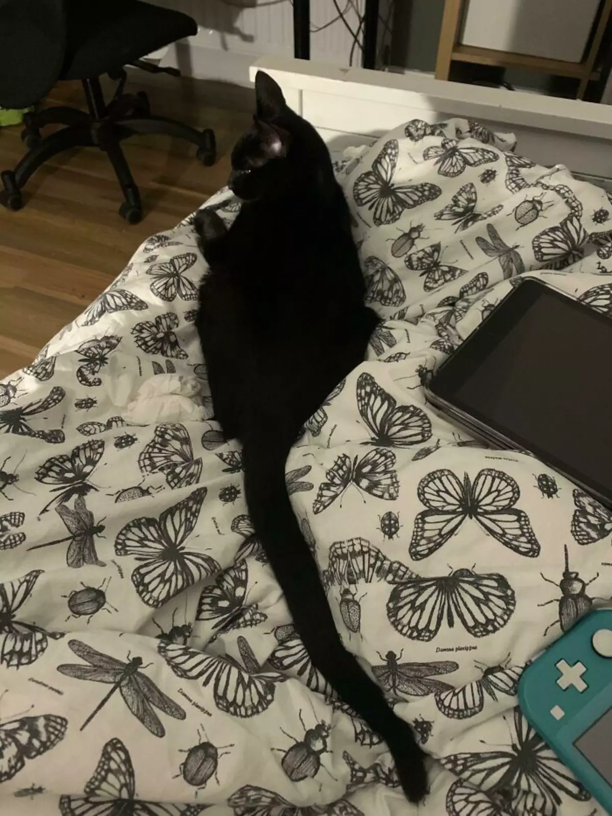 Декстер и его аномально длинный хвост.