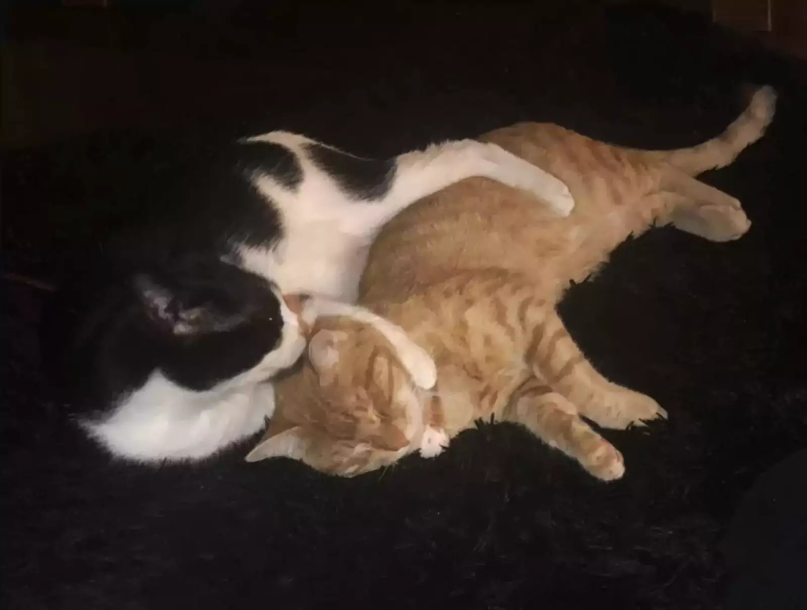 Носи и Бэби очень близки: они обнимаются и играют круглыми сутками. Носи и Бэби очень близки: они обнимаются и играют круглыми сутками.