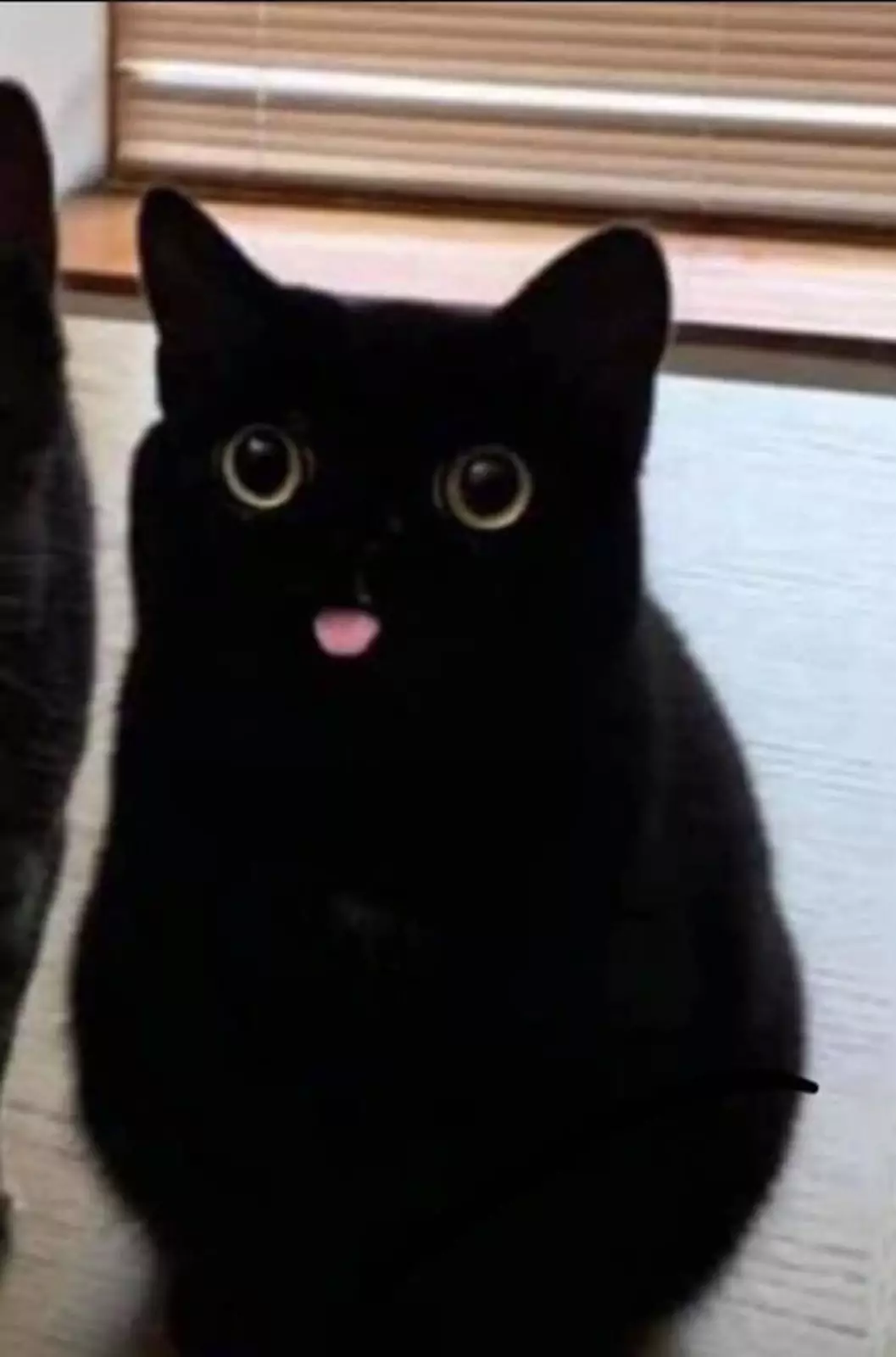 Дразнится. Дразнится.