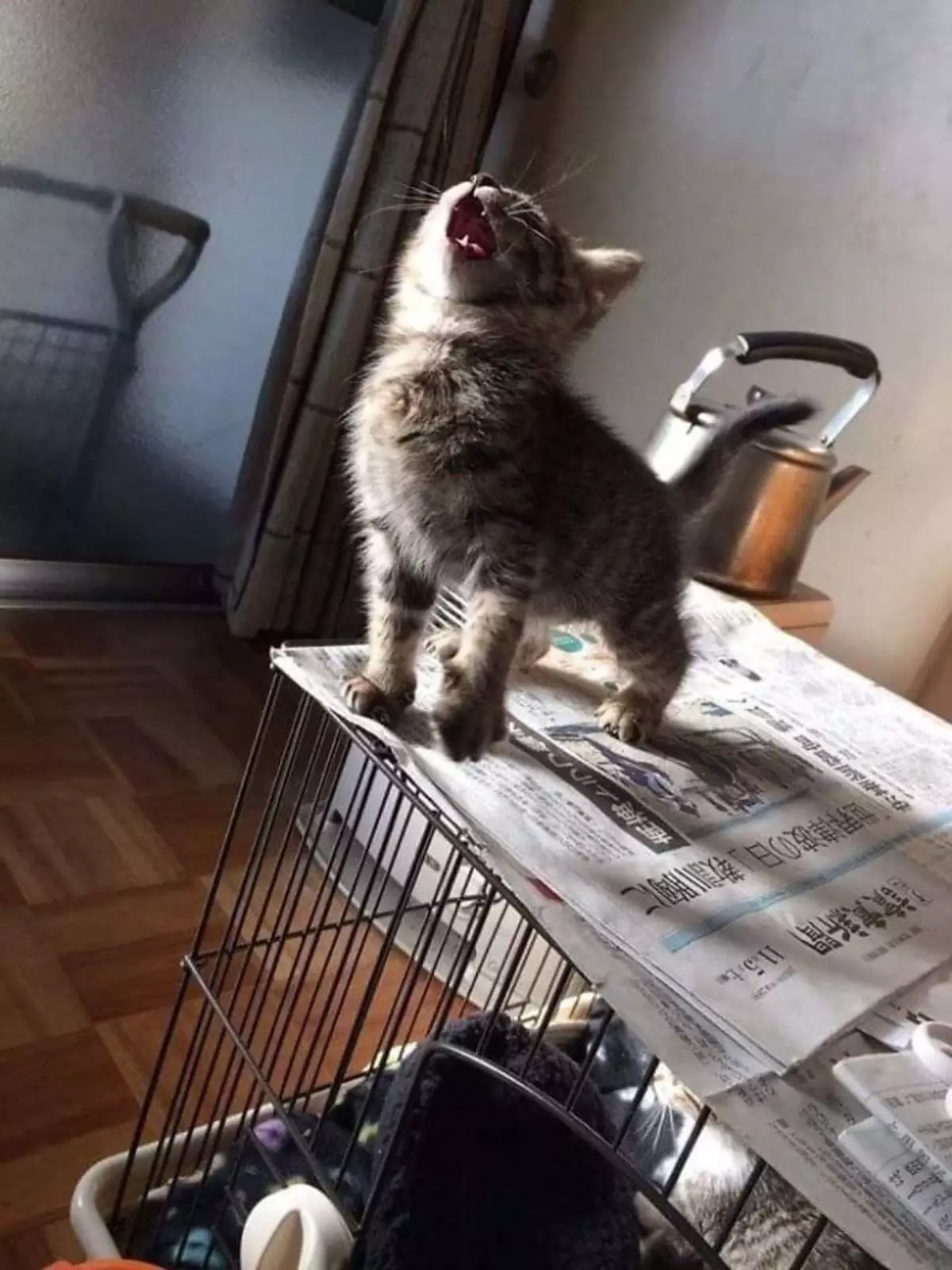 Утренние серенады. Утренние серенады.