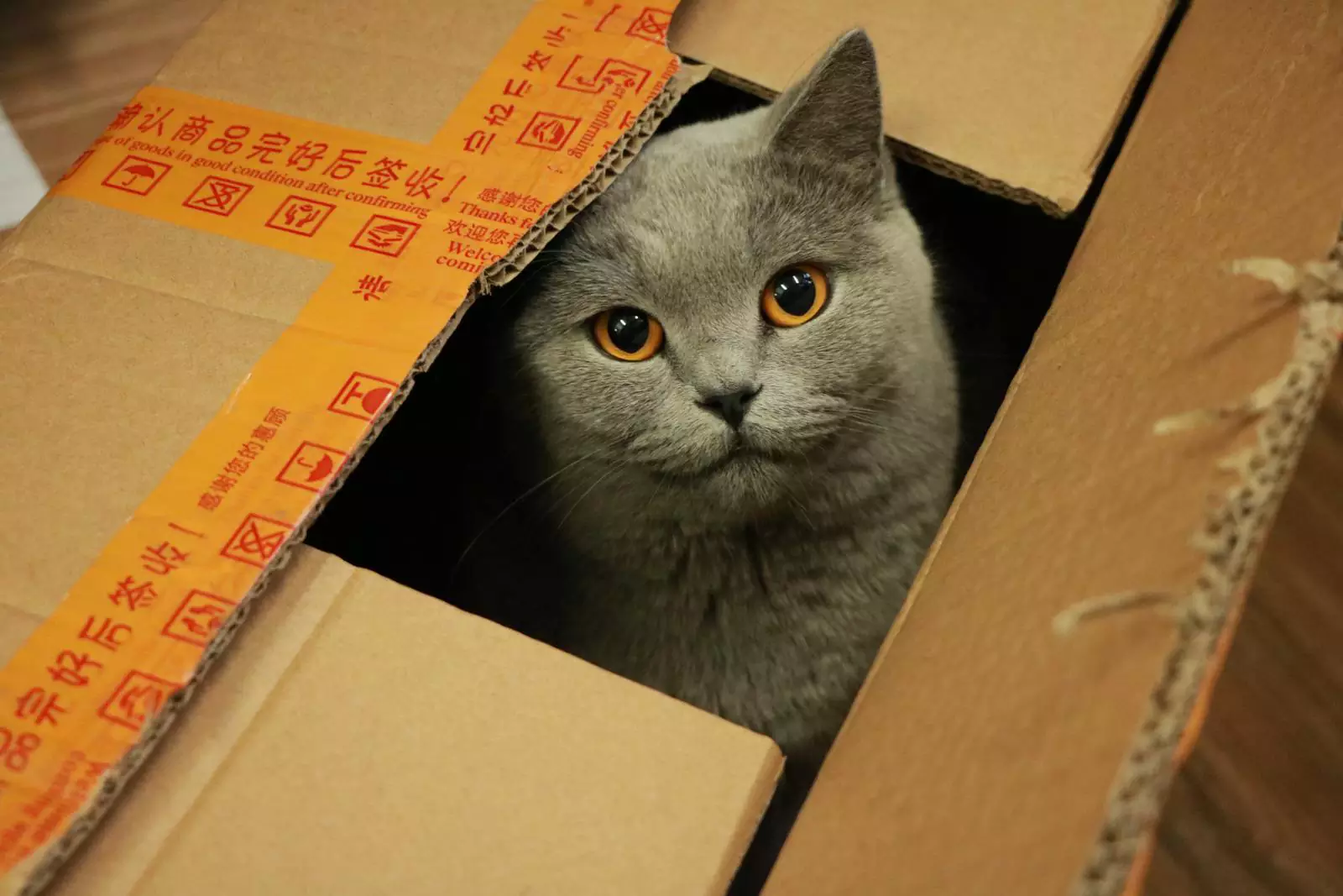 Кошка в коробке.