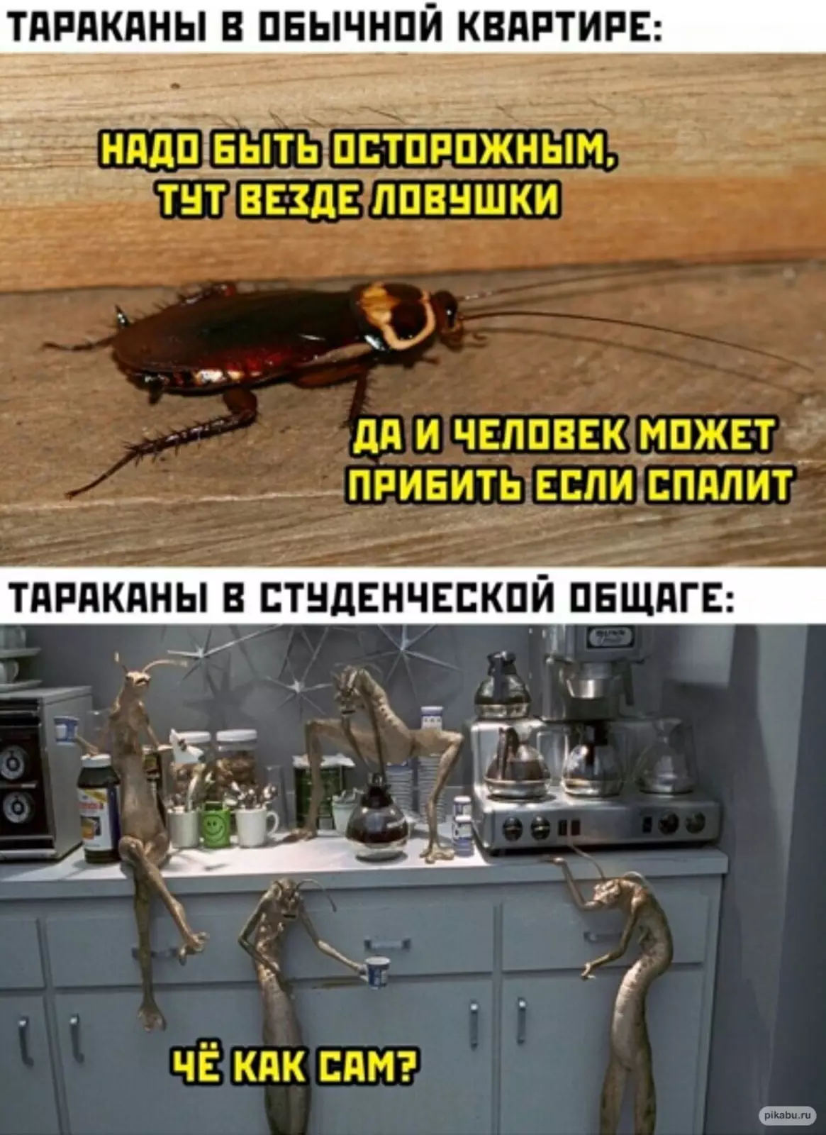 Чувствуют себя как дома. Чувствуют себя как дома.