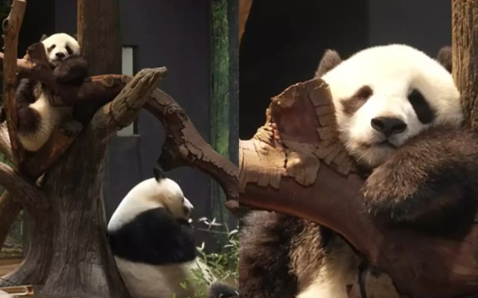 Панды-близнецы Сяо-Сяо и Лей-Лей.