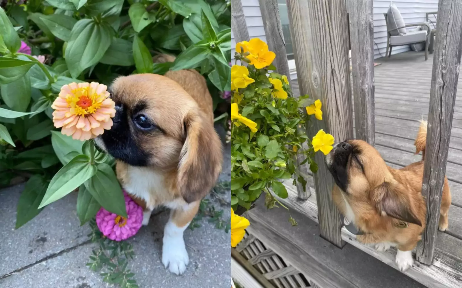 Финн обожает нюхать и рассматривать цветочки.