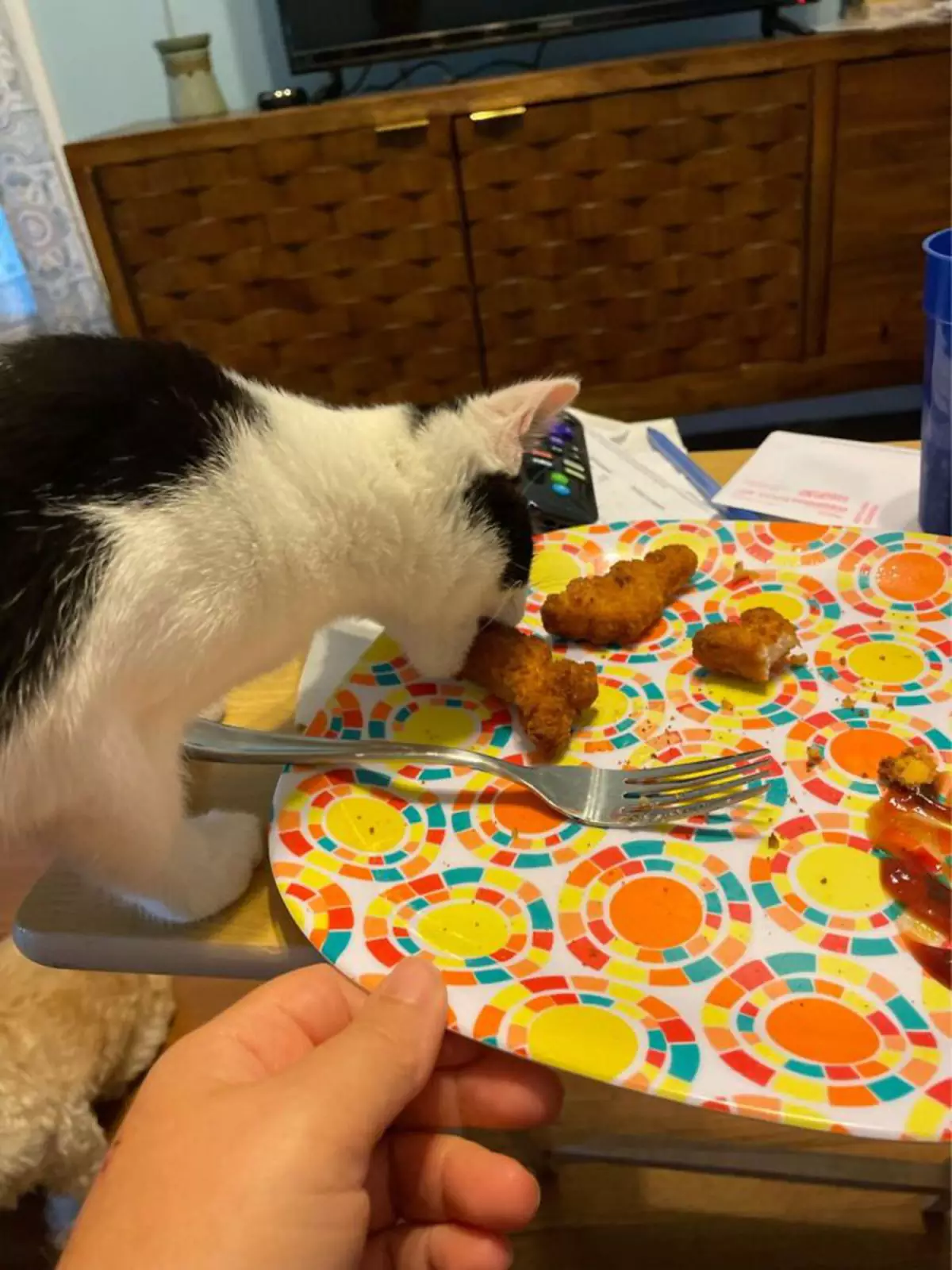 «У меня никогда не было кошки более заинтересованной в человеческой еде». «У меня никогда не было кошки более заинтересованной в человеческой еде».