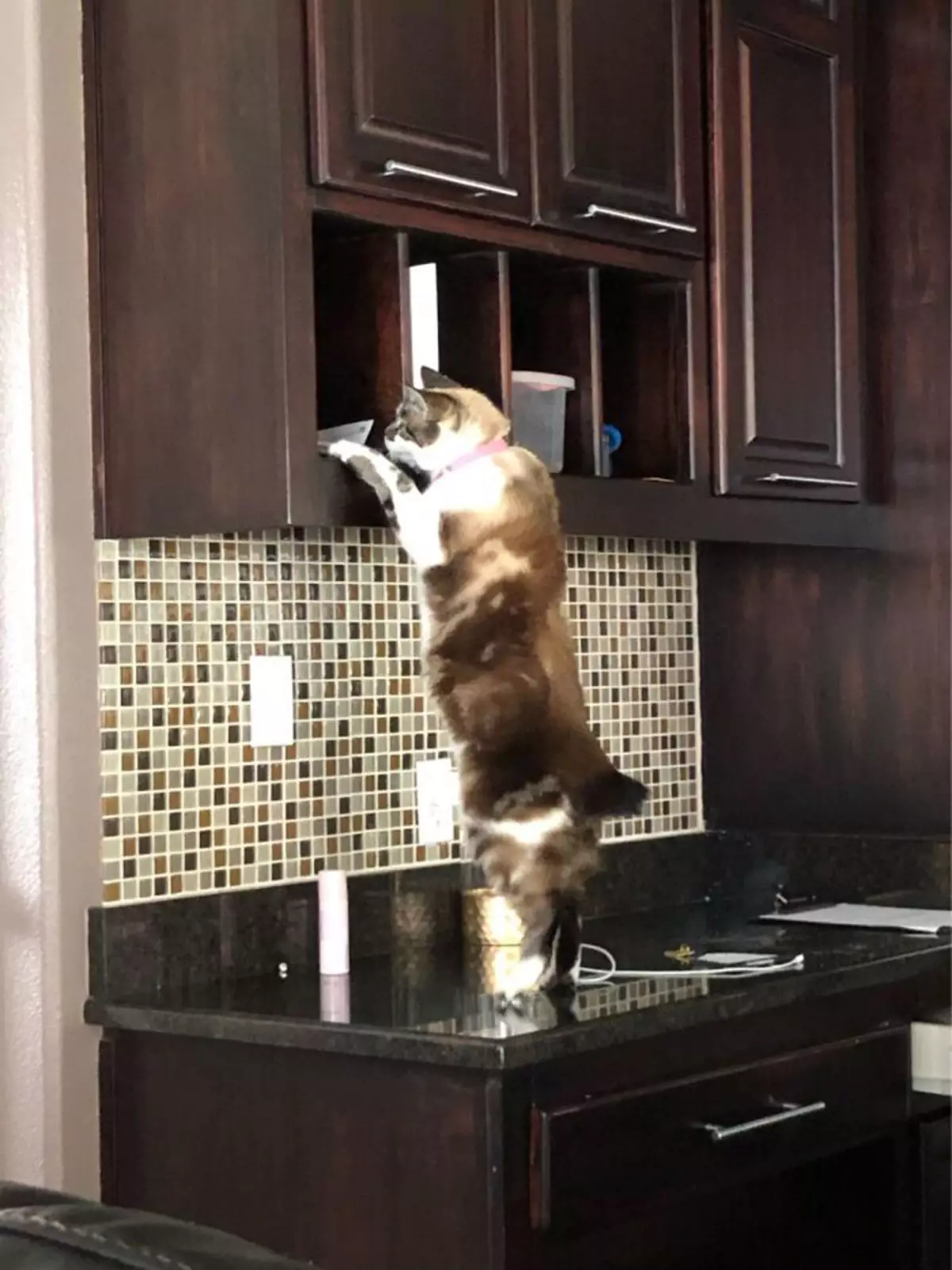 «Думает найти лакомства среди почты». «Думает найти лакомства среди почты».