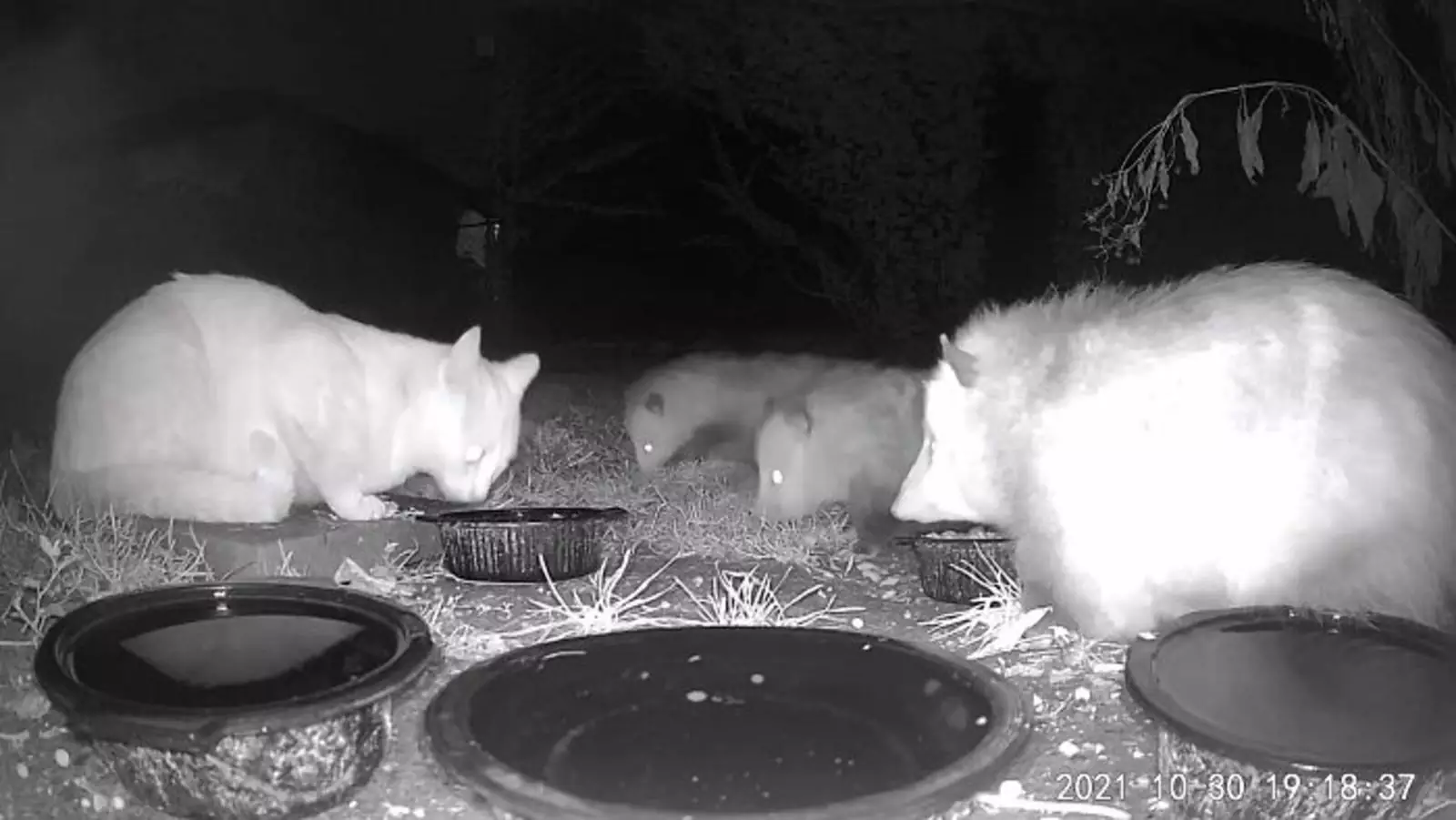 «Мой котенок ворует еду у опоссумов». «Мой котенок ворует еду у опоссумов».