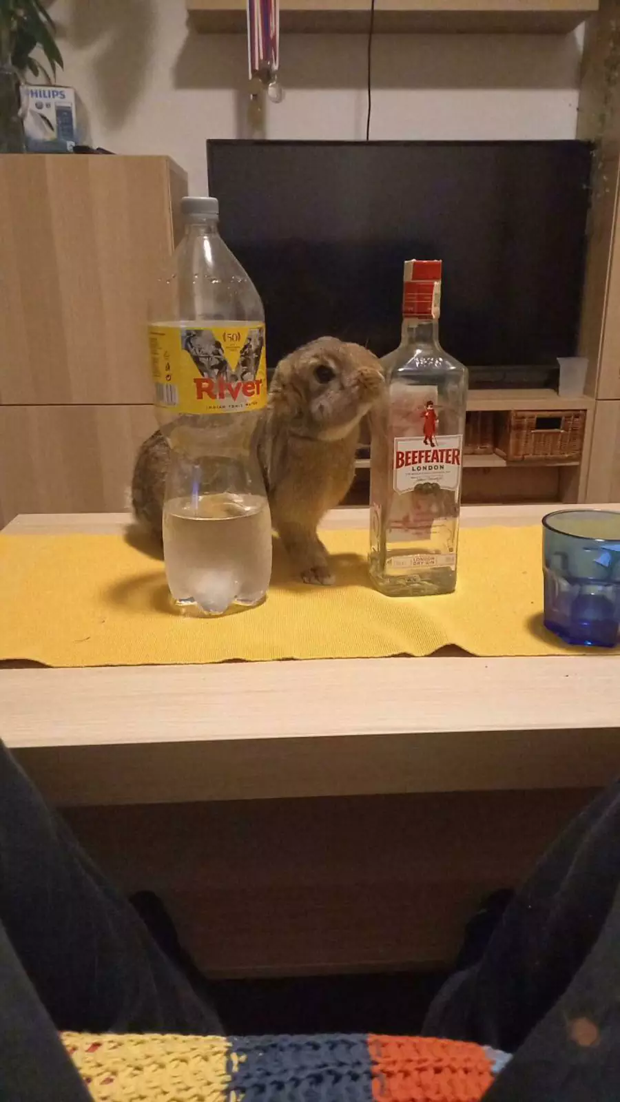 Пушистый алкоголик — горе в семье. Пушистый алкоголик — горе в семье.