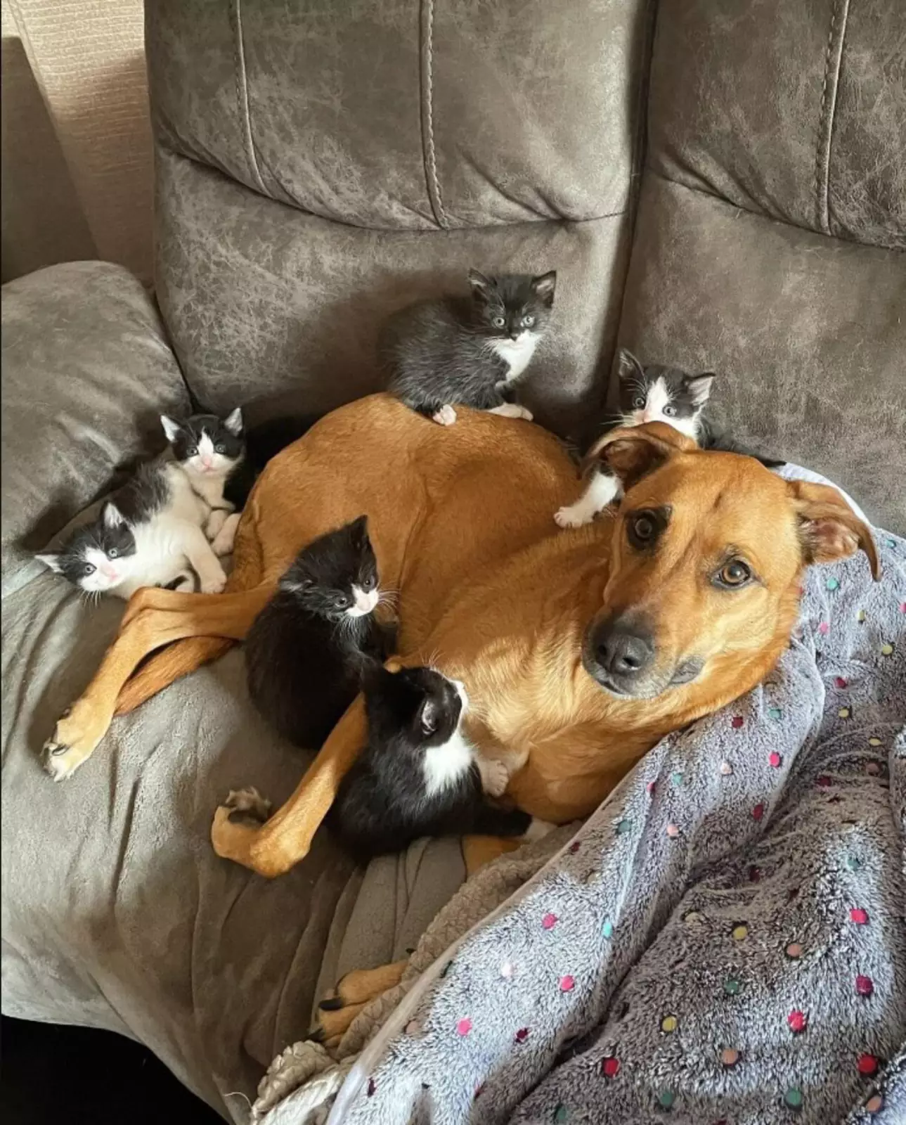 Собака Нуд. Собака Нуд.