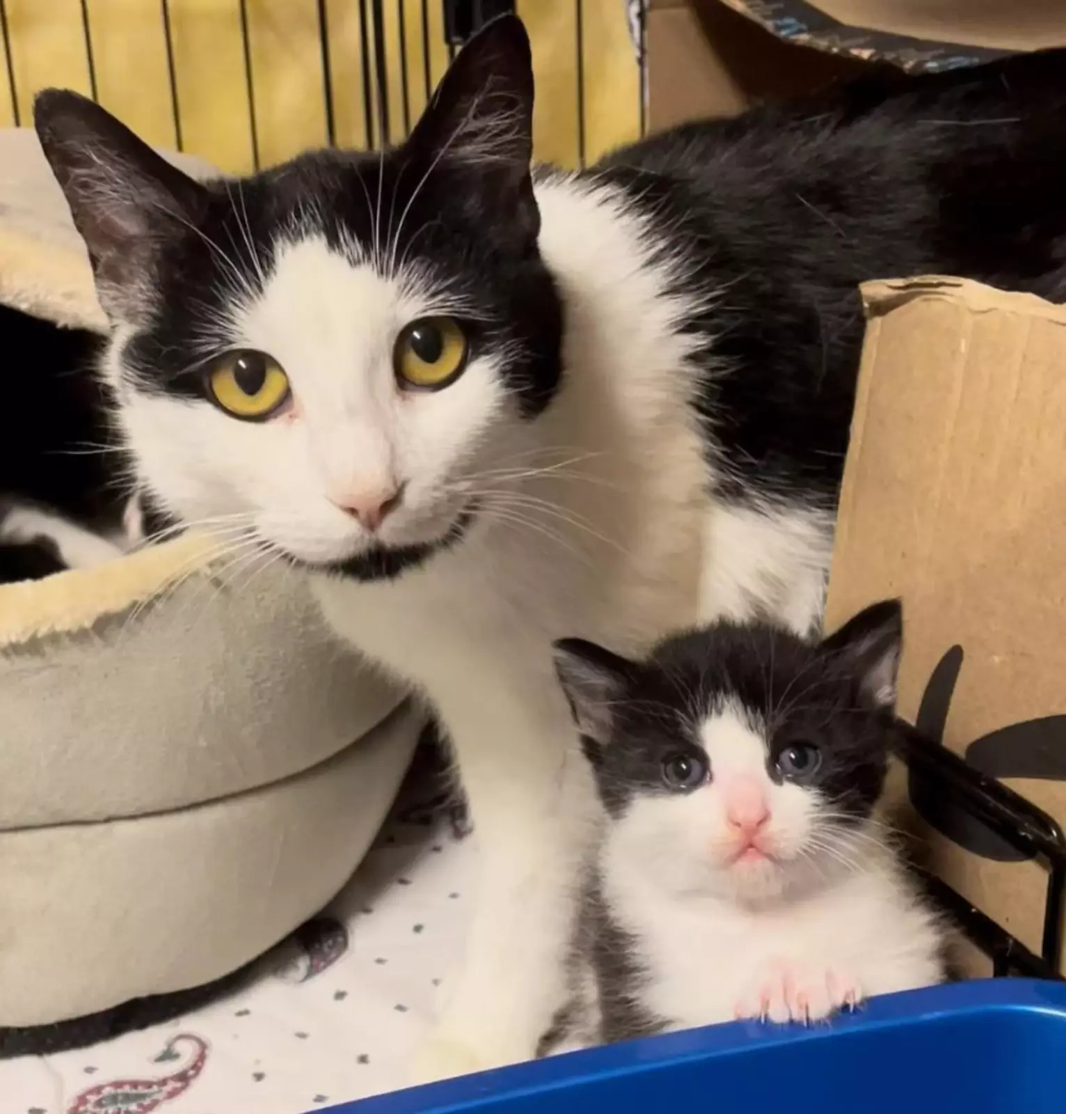 Сейчас дела у кошачьей семьи идут просто отлично. Сейчас дела у кошачьей семьи идут просто отлично.