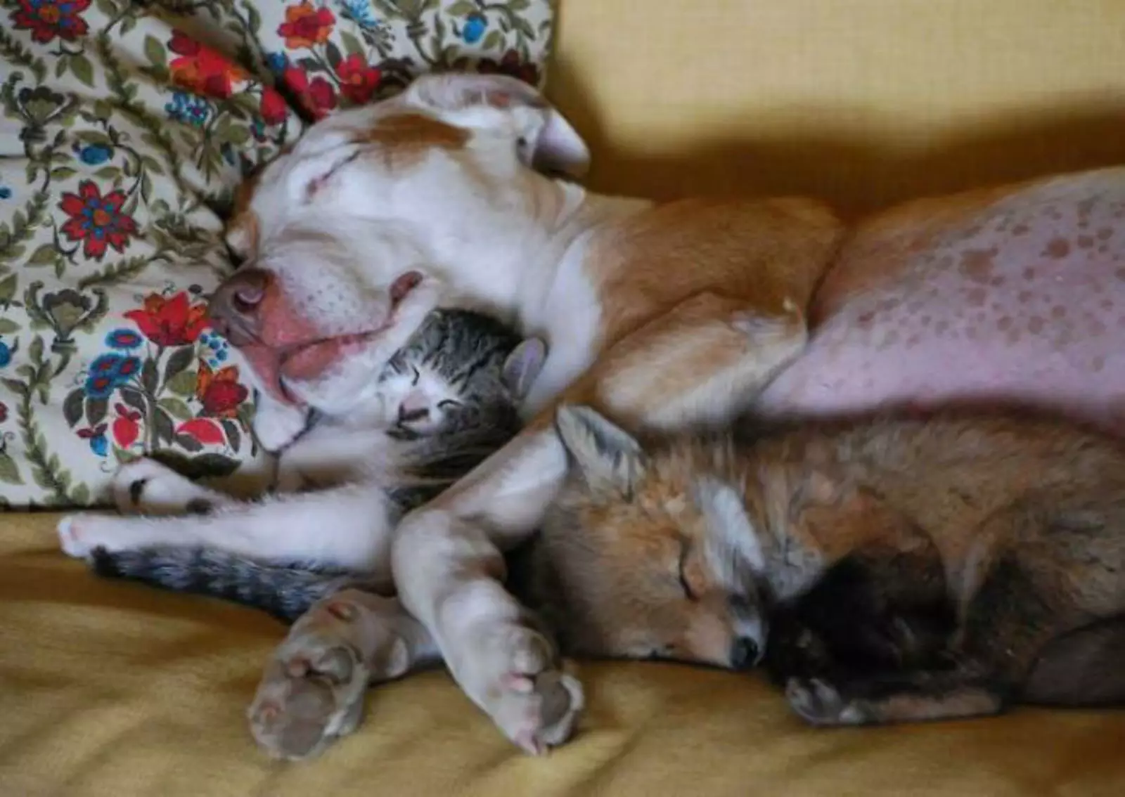 Дикая лиса подружилась с собакой и кошкой.