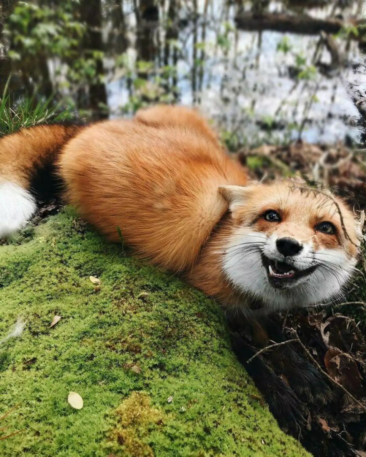 Счастливый лис.