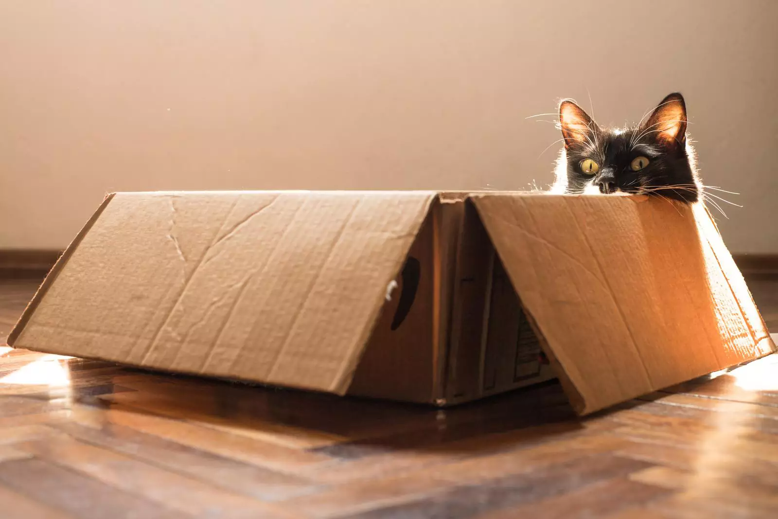 Обустройте для активного кота игровую зону с коробками, пакетиками, мячиками, головоломками, удочками и так далее. Питомец будет от нее в восторге.