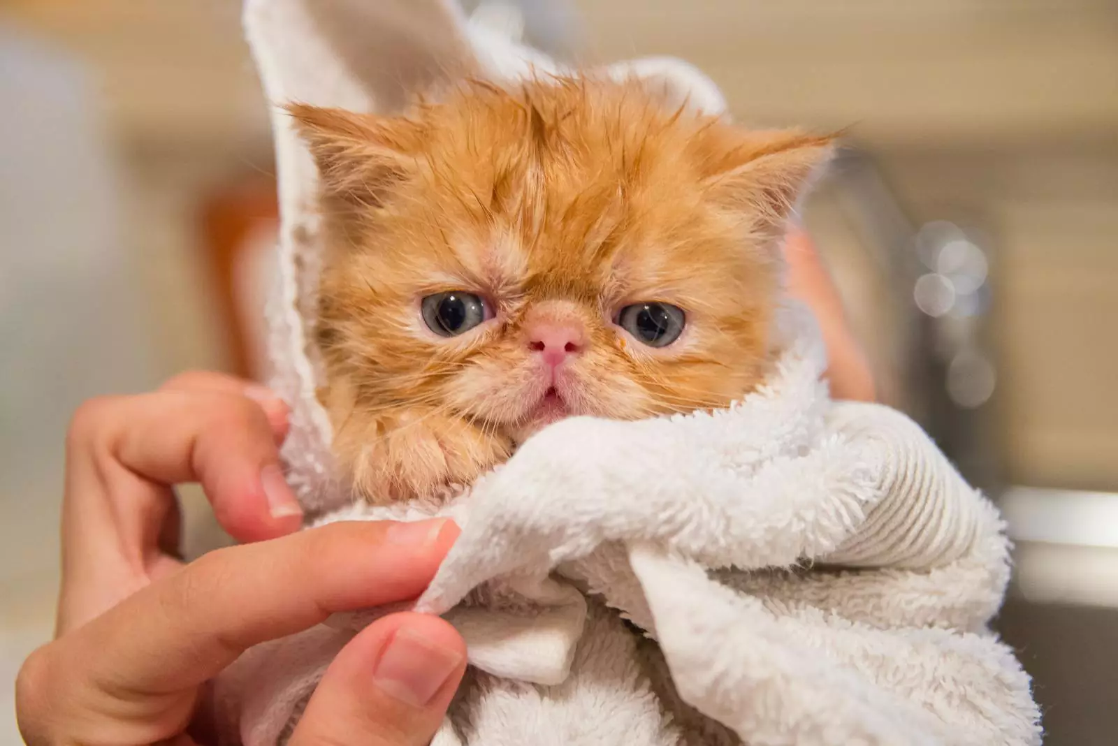 Купайте питомца в раковине, а не в ванне. Кот будет чувствовать себя спокойнее.
