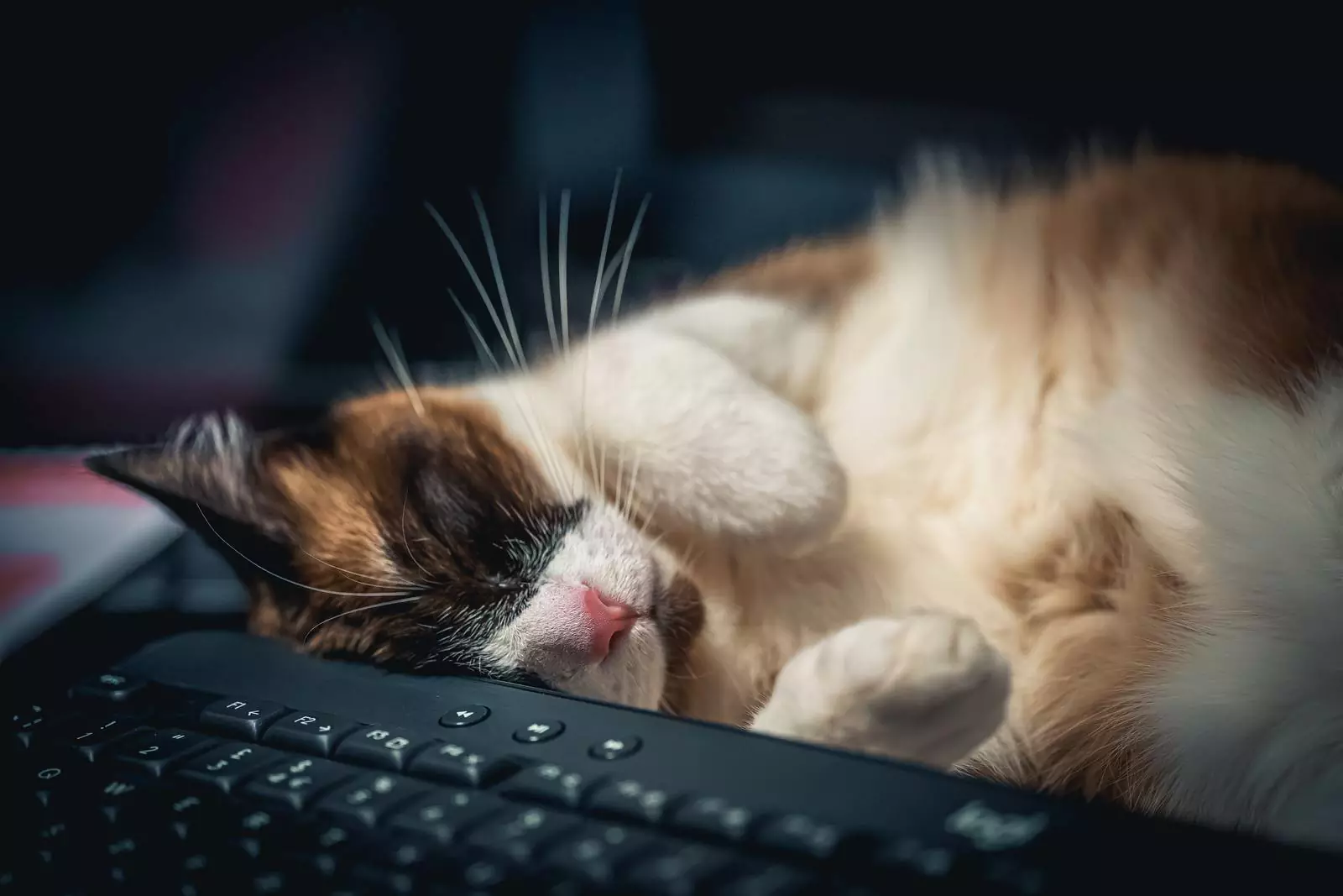 Поставьте рядом с компьютерным столом пустую коробку, и ваш кот не будет ложиться на клавиатуру и мешать вам работать.